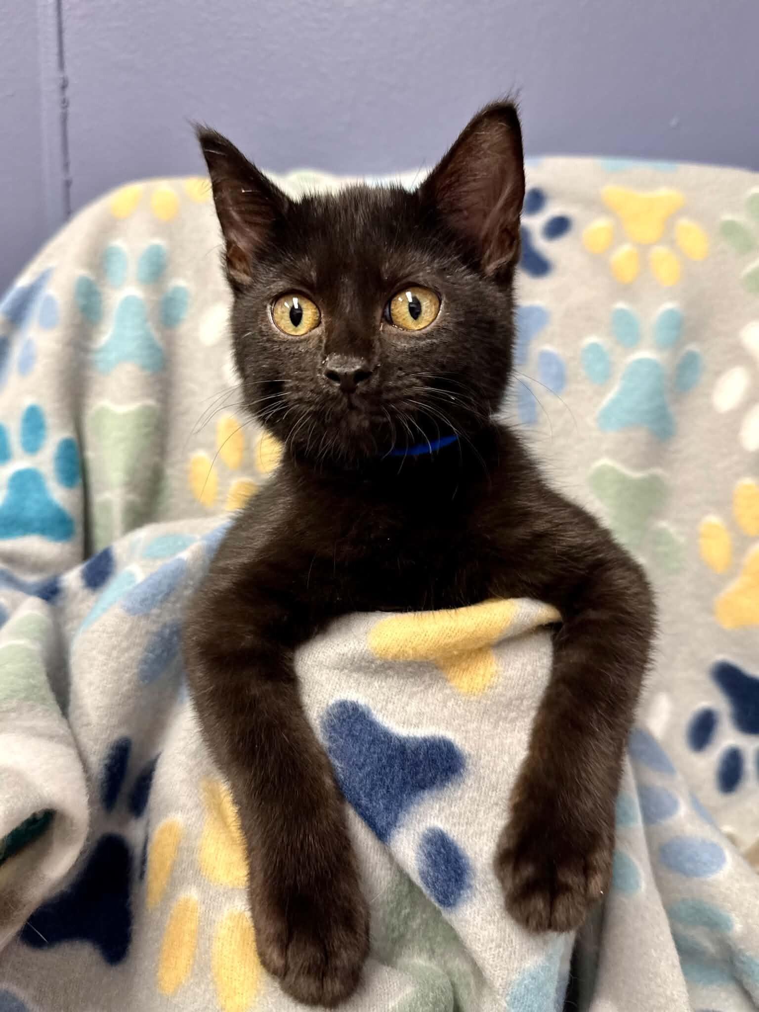Enlarge Inferno, a Adoptable Domestic Short Hair in Belton, MO image 3/6