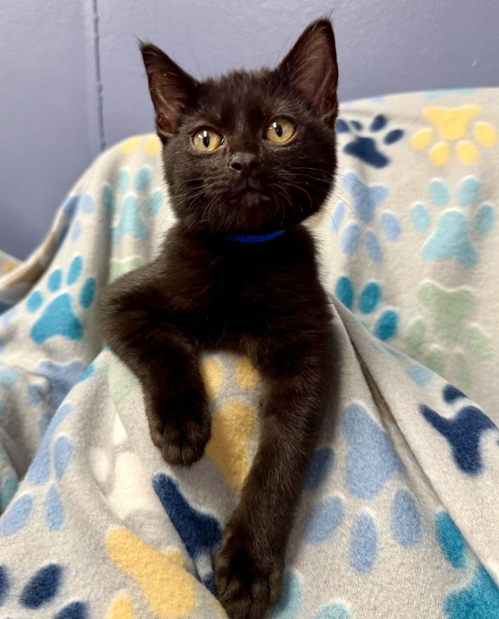 Enlarge Inferno, a Adoptable Domestic Short Hair in Belton, MO image 4/6