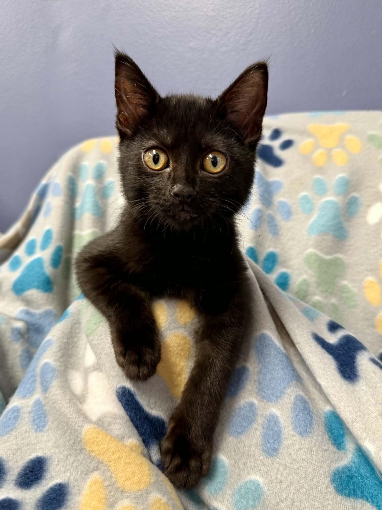 Enlarge Inferno, a Adoptable Domestic Short Hair in Belton, MO image 5/6