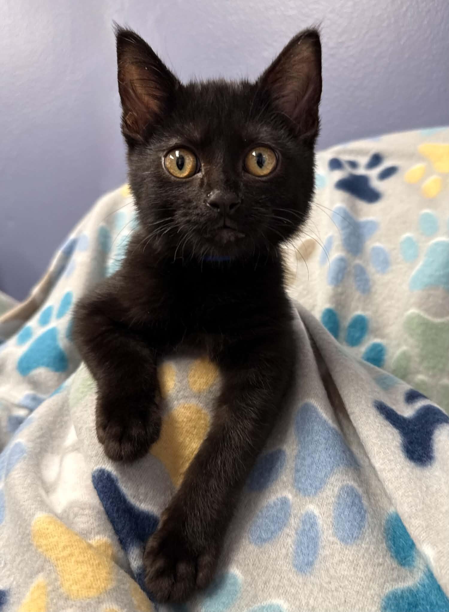 Enlarge Inferno, a Adoptable Domestic Short Hair in Belton, MO image 6/6