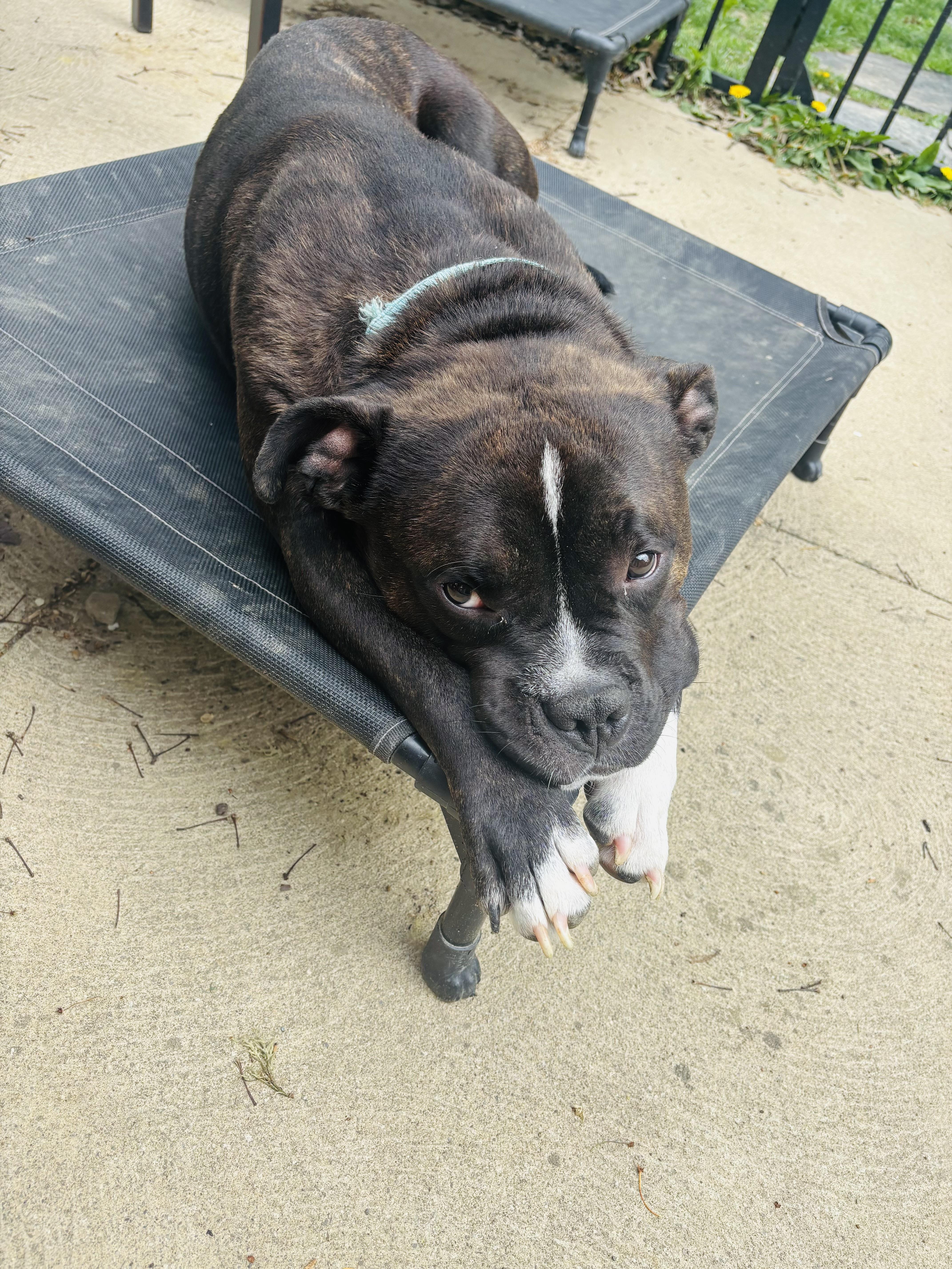 Enlarge Moose, a Adopted mixed breed in Valley City, OH image 5/5