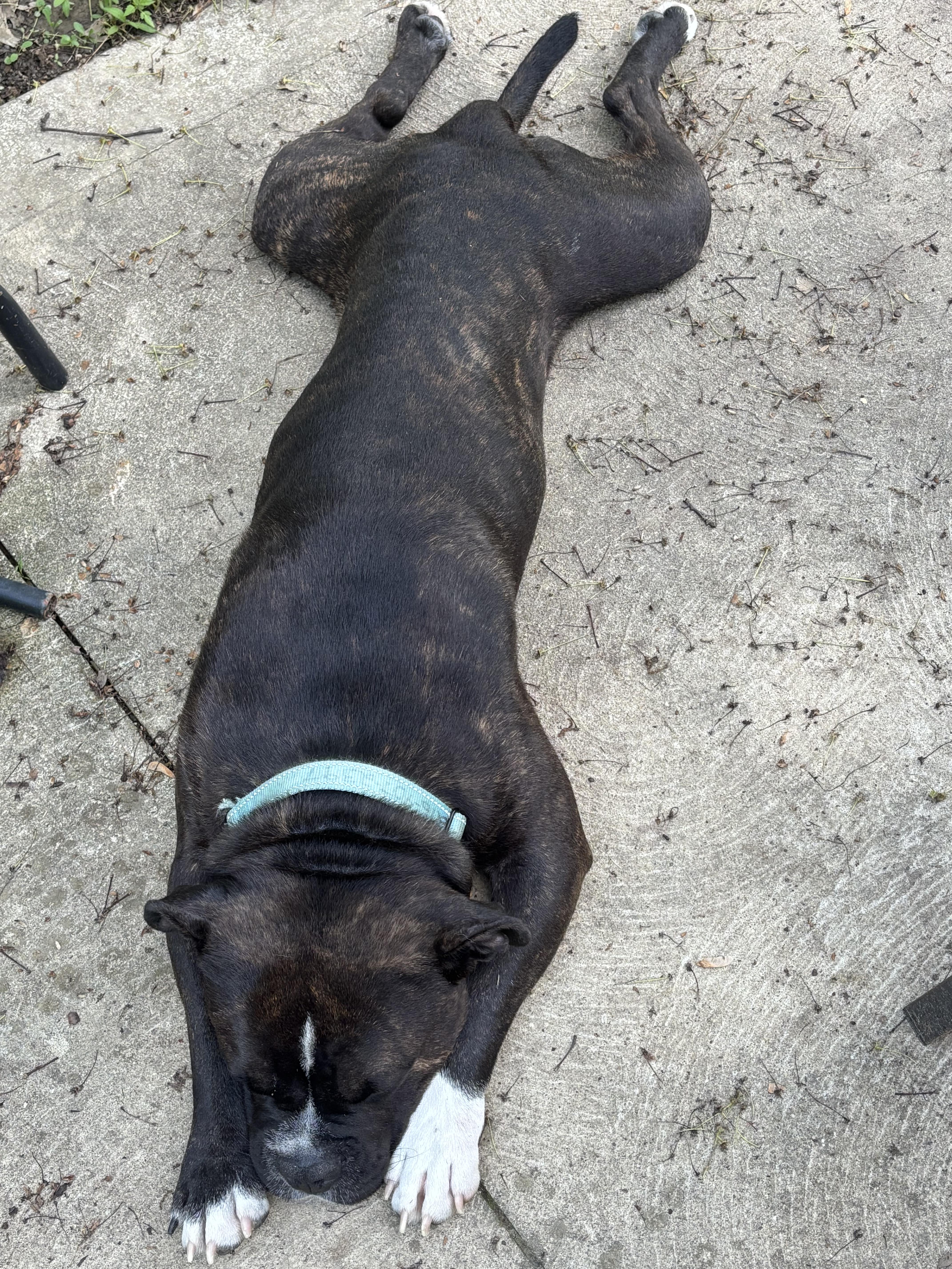 Enlarge Moose, a Adopted mixed breed in Valley City, OH image 4/5