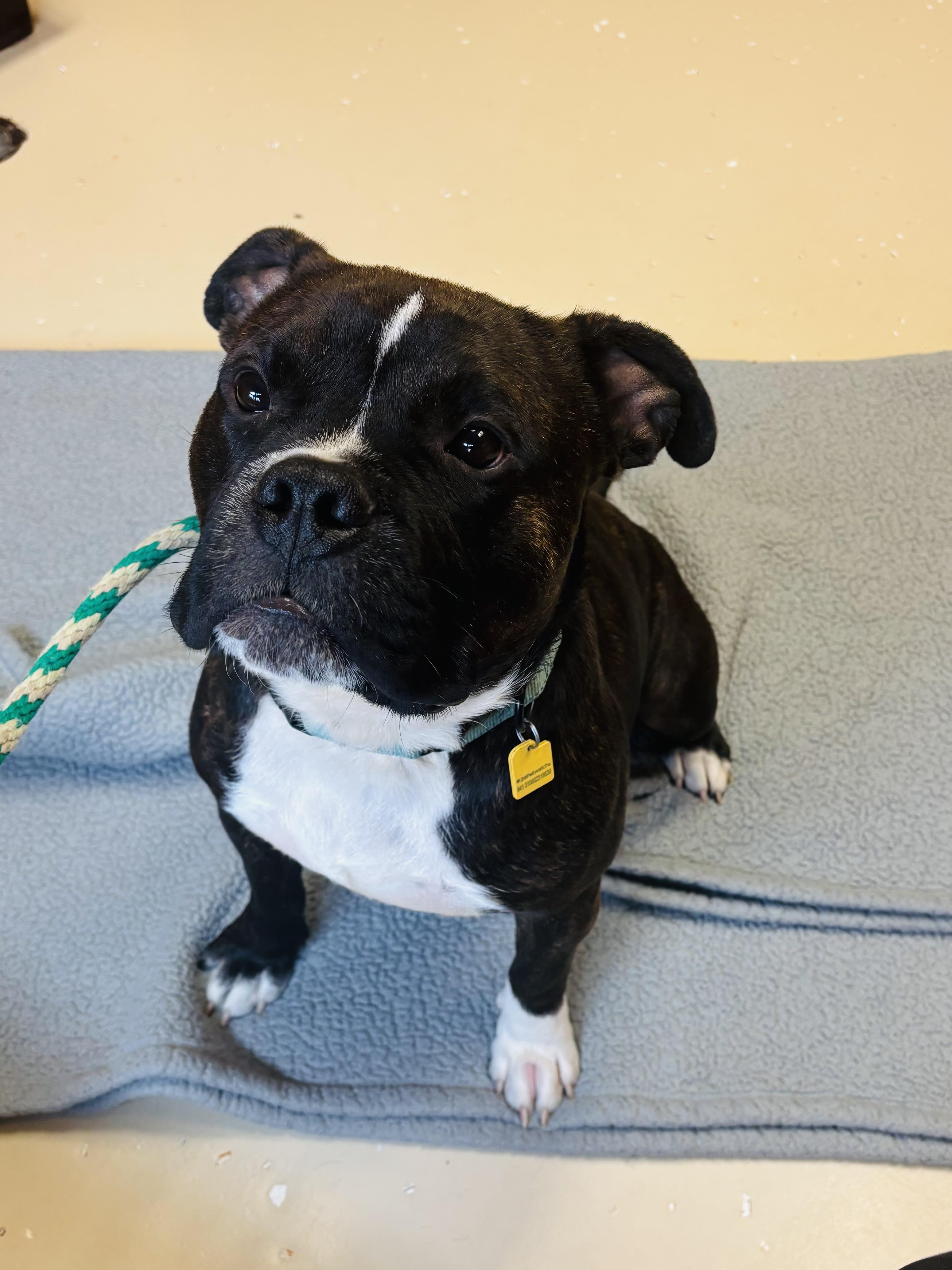 Enlarge Moose, a Adopted mixed breed in Valley City, OH image 3/5