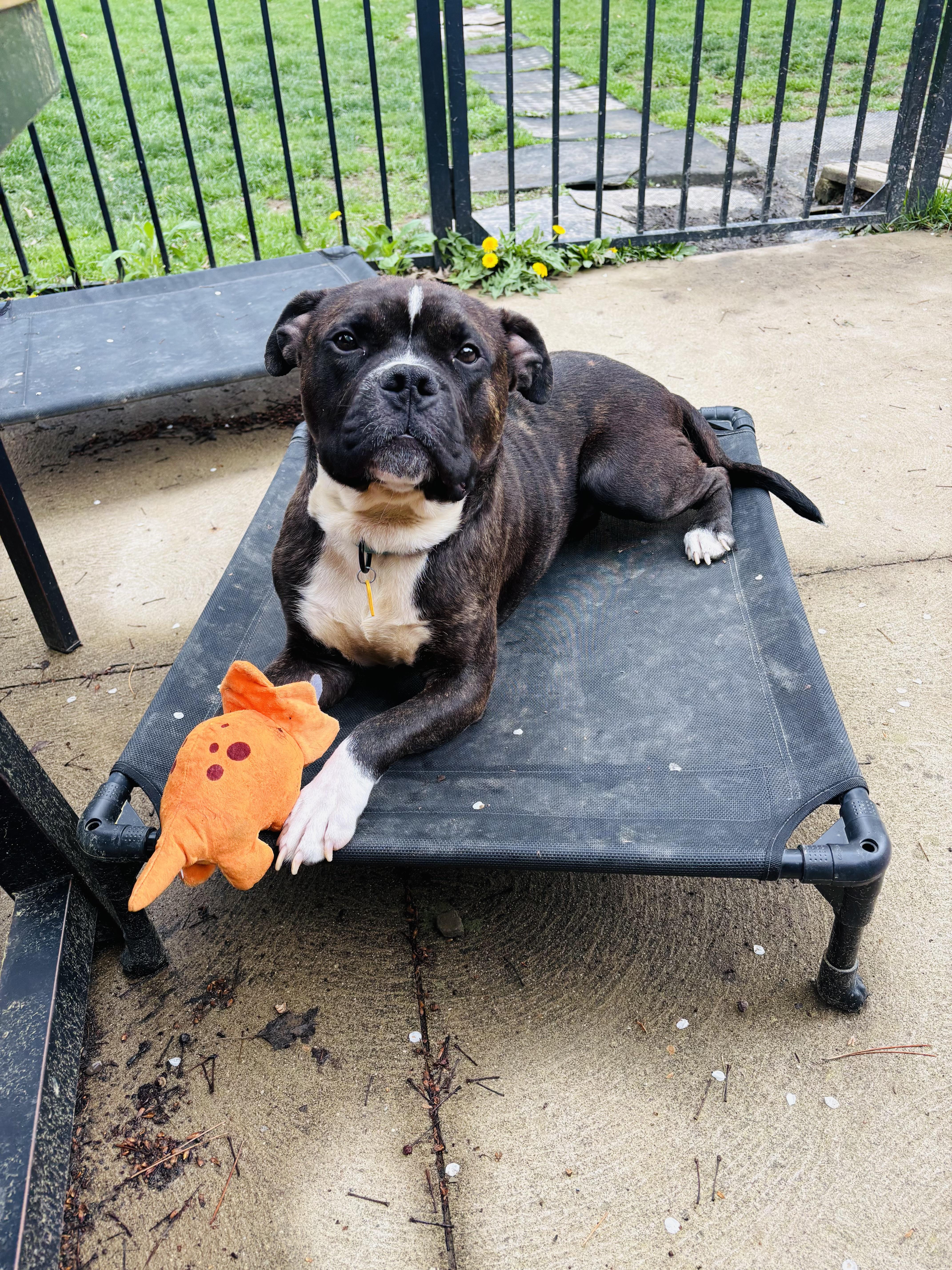 Moose, Adopted, Young Male Boxer.