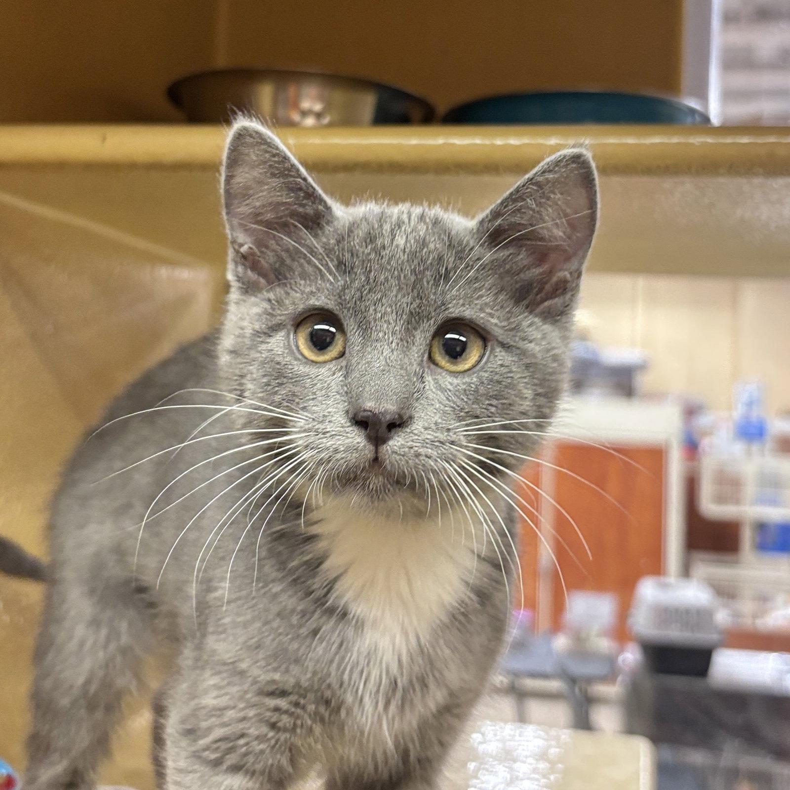 Coriander, Adoptable, Kitten Female Domestic Short Hair.