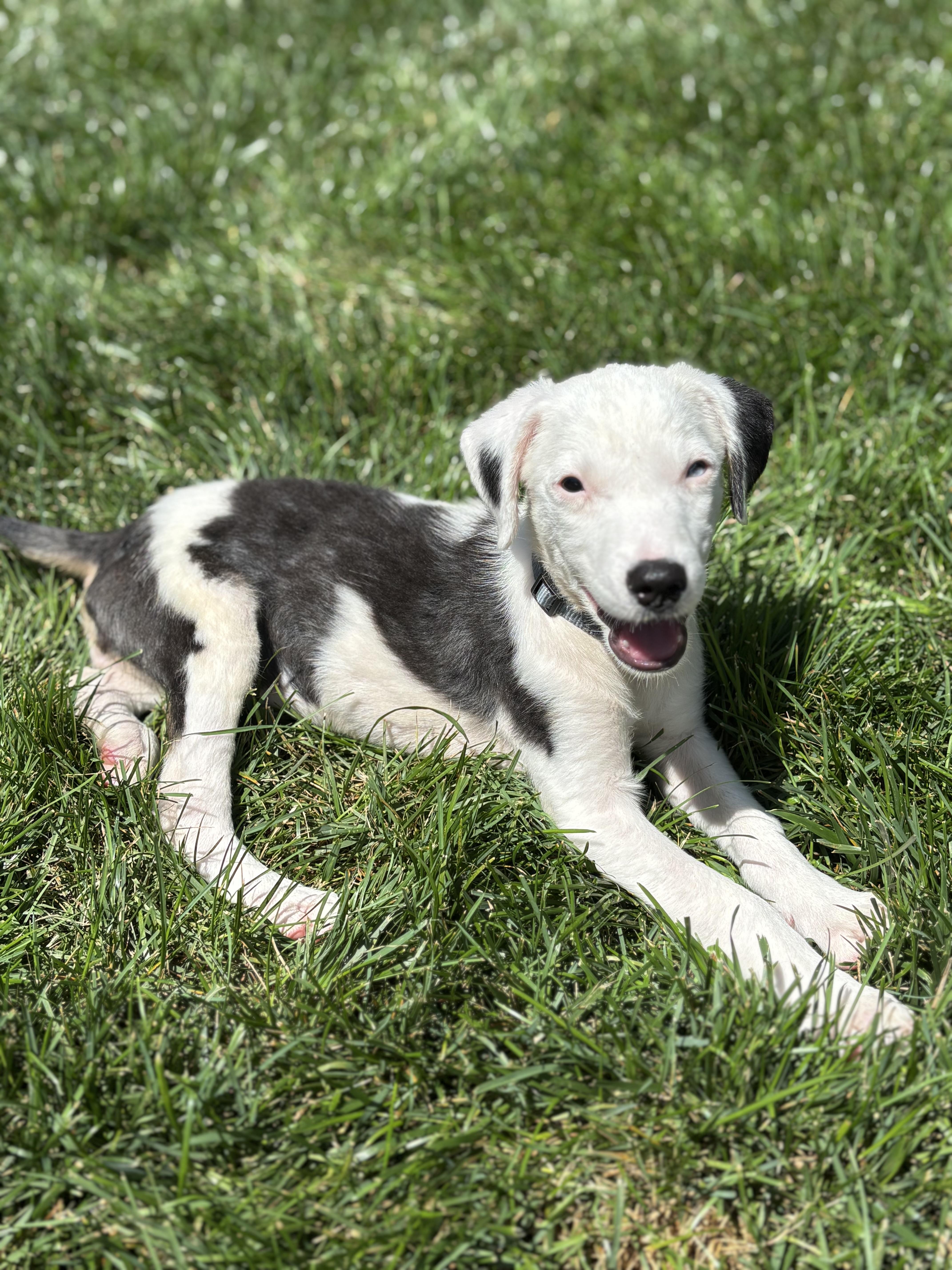 Callie has Adoption Pending, a ADOPTABLE mixed breed in Randolph, NJ image 2/6
