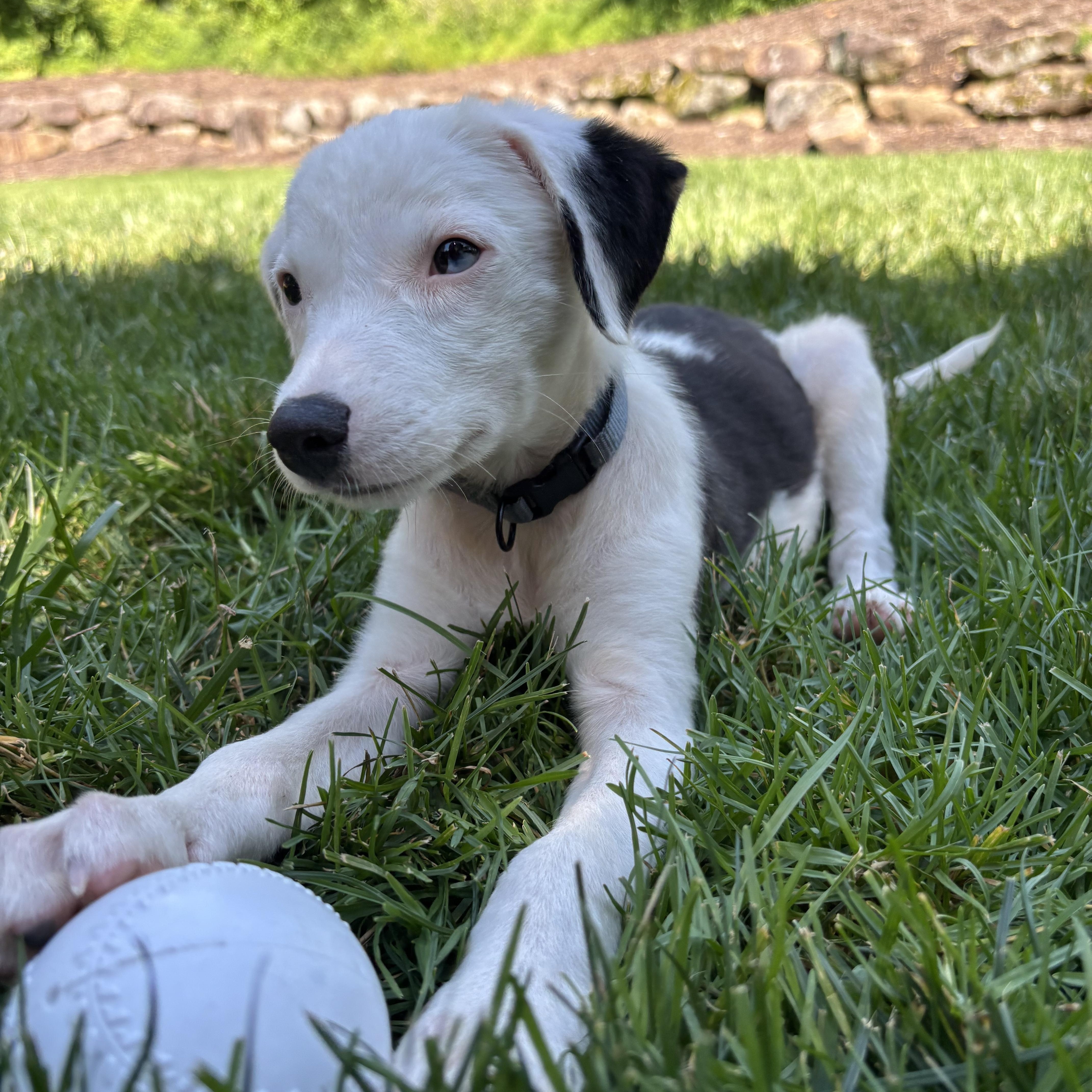 Callie has Adoption Pending, a ADOPTABLE mixed breed in Randolph, NJ image 3/6