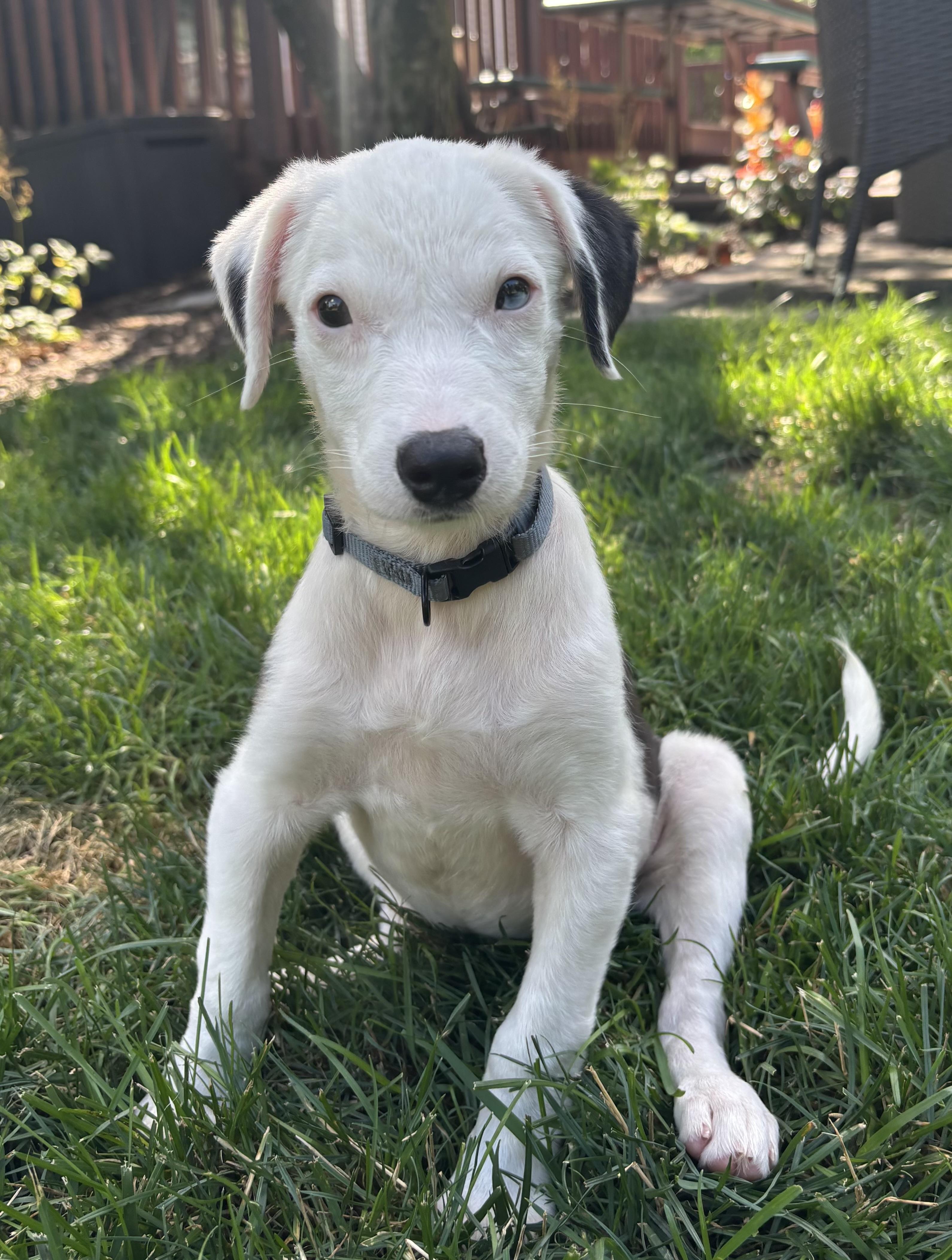 Callie has Adoption Pending, ADOPTABLE, Puppy Female Australian Shepherd & Terrier.