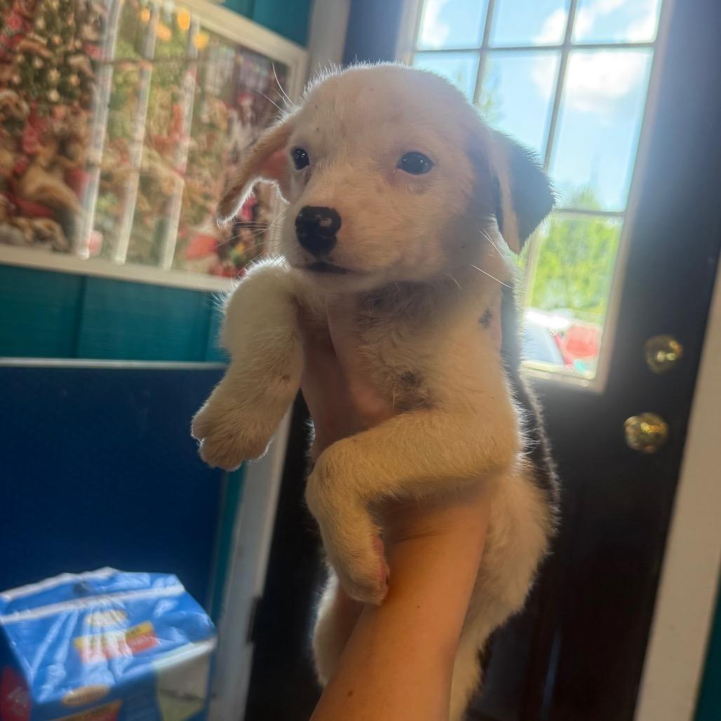 Callie, ADOPTABLE, Puppy Female Australian Shepherd.