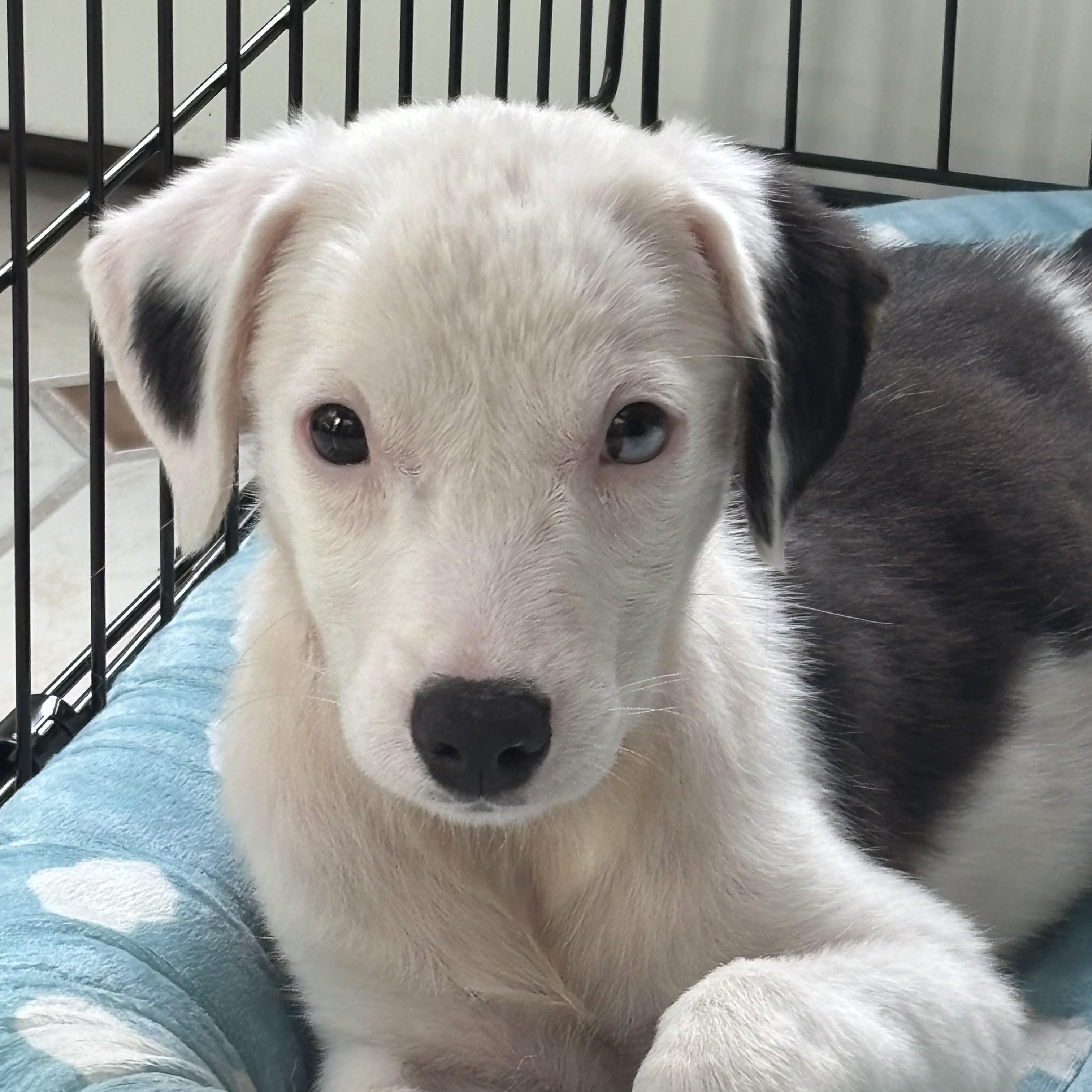 Callie has Adoption Pending, a ADOPTABLE mixed breed in Randolph, NJ image 4/6