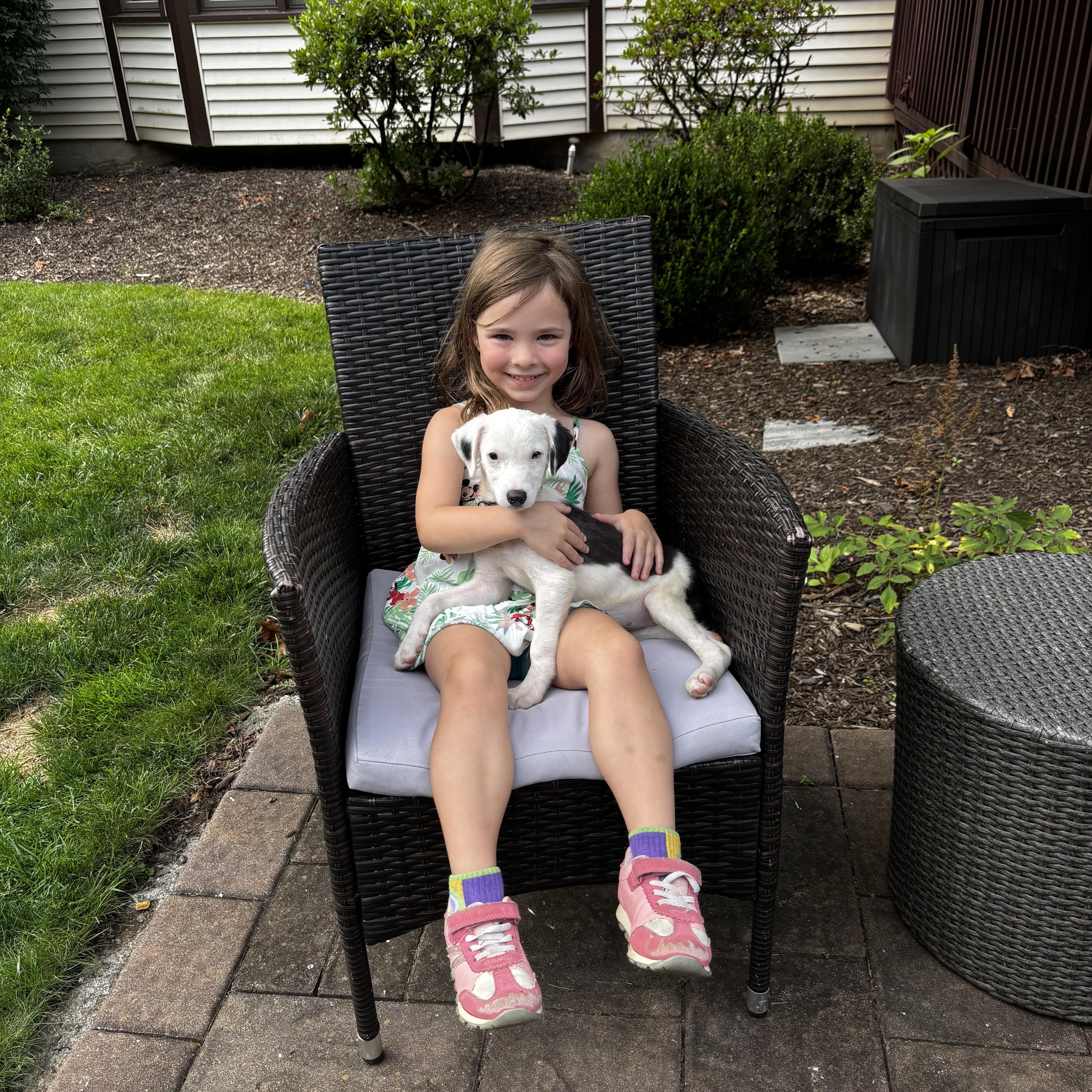 Callie has Adoption Pending, a ADOPTABLE mixed breed in Randolph, NJ image 5/6