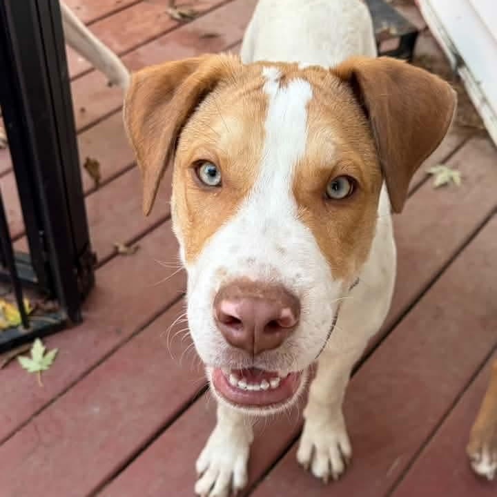 Enlarge Cal, a Adoptable Mixed Breed in East Peoria, IL image 1/6