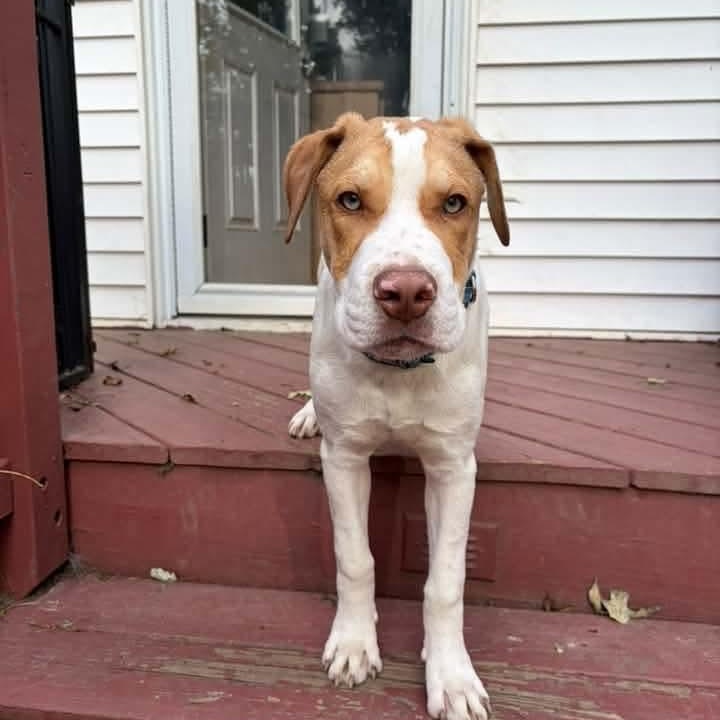 Enlarge Cal, a Adoptable Mixed Breed in East Peoria, IL image 4/6