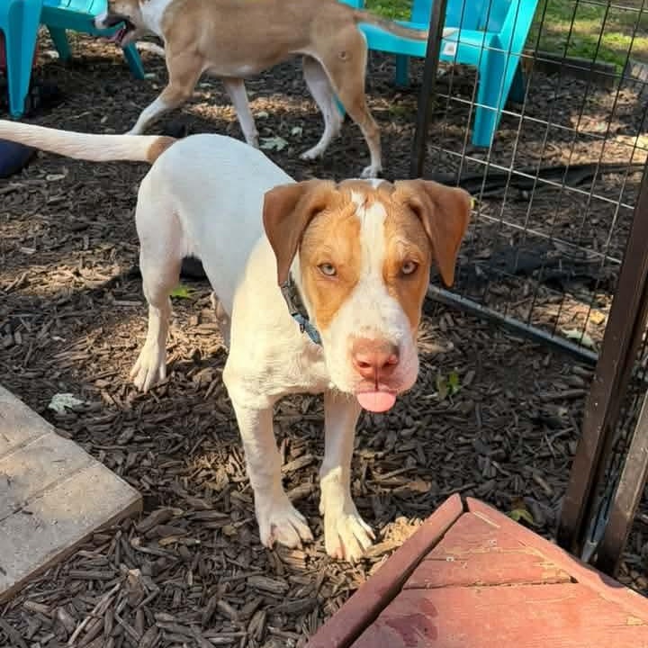 Enlarge Cal, a Adoptable Mixed Breed in East Peoria, IL image 2/6