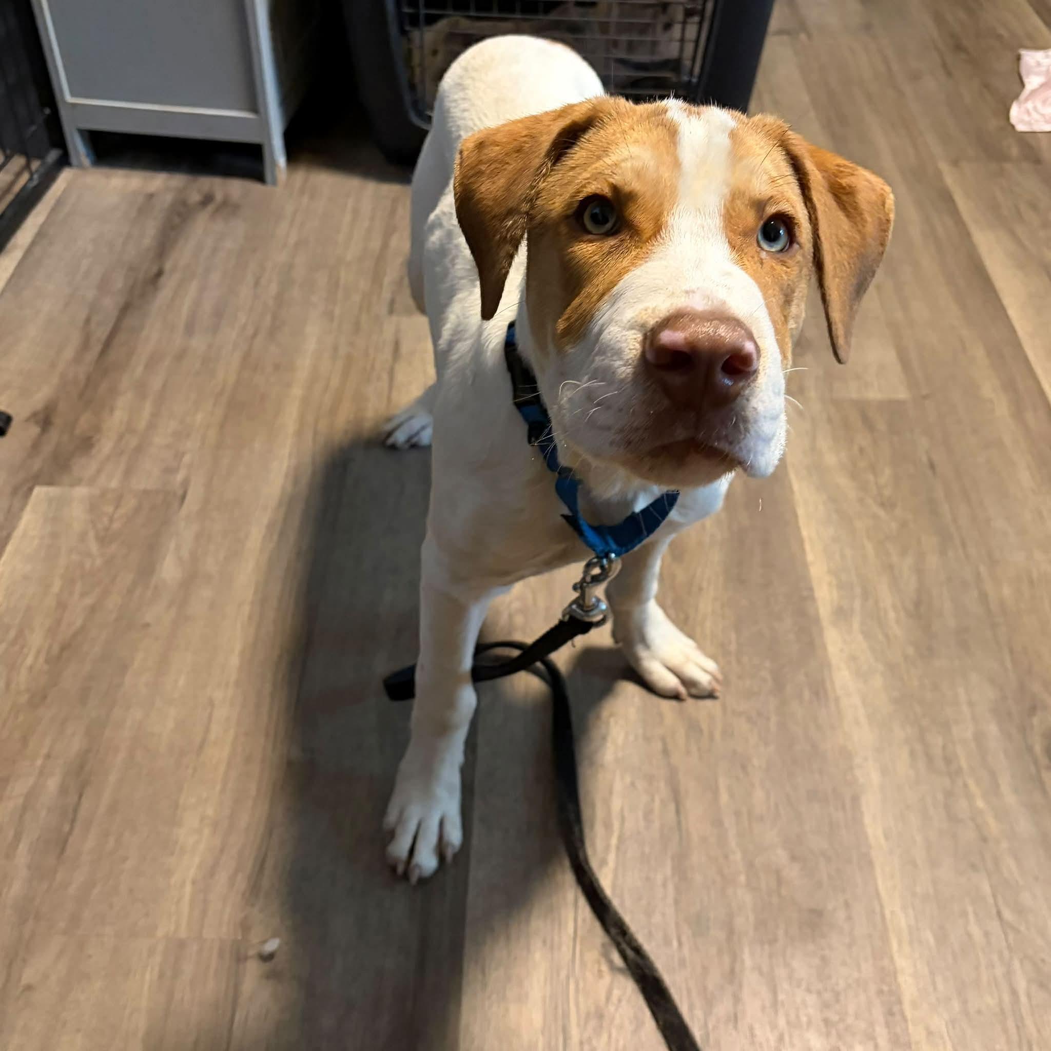 Enlarge Cal, a Adoptable Mixed Breed in East Peoria, IL image 5/6