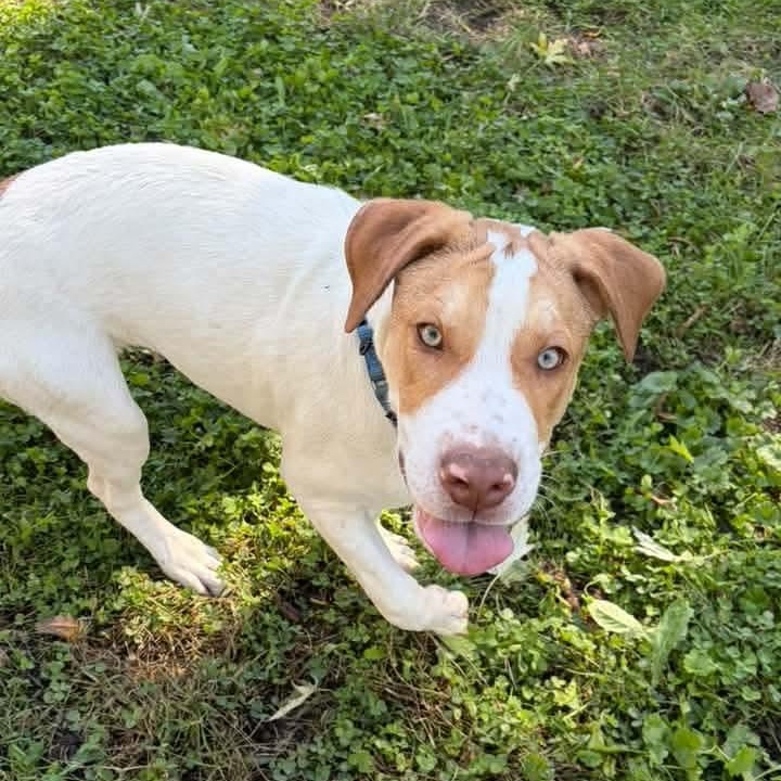 Enlarge Cal, a Adoptable Mixed Breed in East Peoria, IL image 6/6