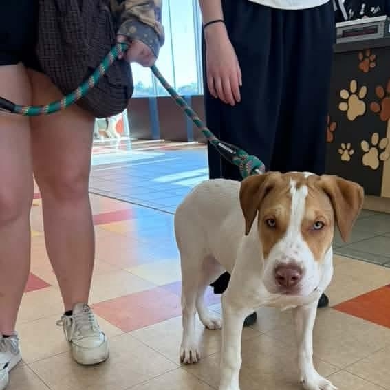 Enlarge Cal, a Adoptable Mixed Breed in East Peoria, IL image 3/6