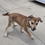 Benson, a Adoptable mixed breed in Woodstock, IL image 2/3