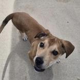 Benson, a Adoptable mixed breed in Woodstock, IL image 3/3