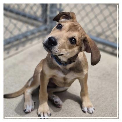 Benson, Adoptable, Puppy Male Retriever & Hound.