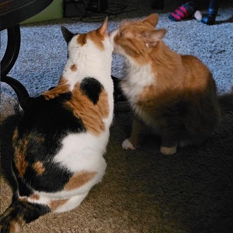 Enlarge Tarot, a Adoptable Domestic Short Hair in Downers Grove, IL image 1/2