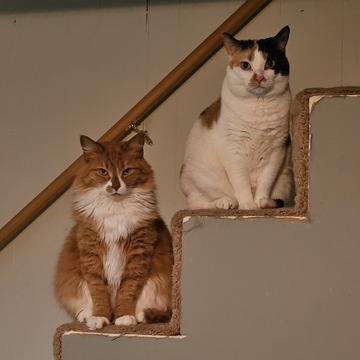 Enlarge Tarot, a Adoptable Domestic Short Hair in Downers Grove, IL image 2/2