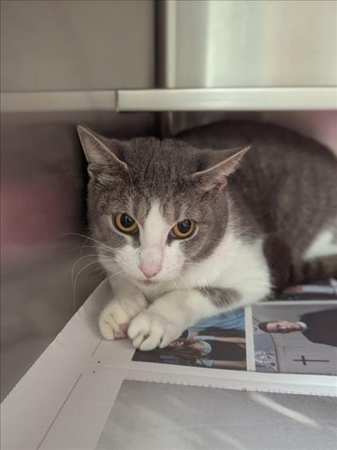 A516958, Adoptable, Young Female Domestic Short Hair.