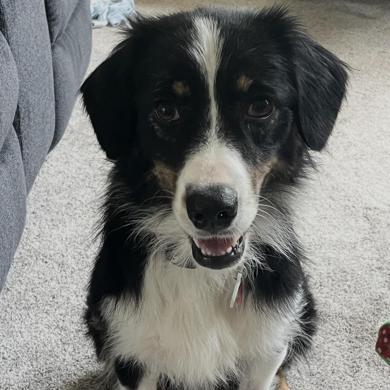 Enlarge Bailey, a ADOPTABLE Australian Shepherd in Louisburg, KS image 1/5