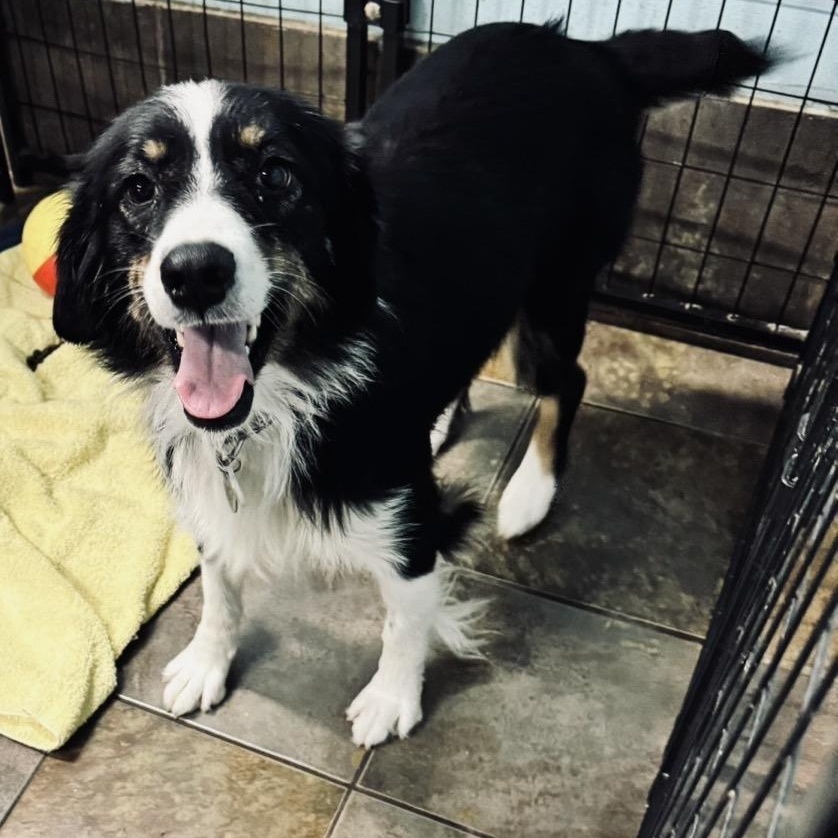 Enlarge Bailey, a ADOPTABLE Australian Shepherd in Louisburg, KS image 2/5