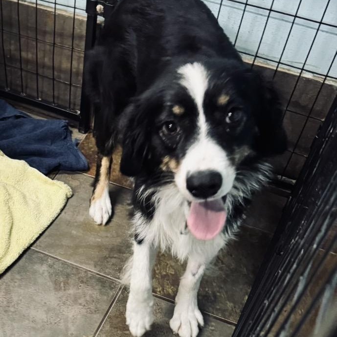 Enlarge Bailey, a ADOPTABLE Australian Shepherd in Louisburg, KS image 3/5