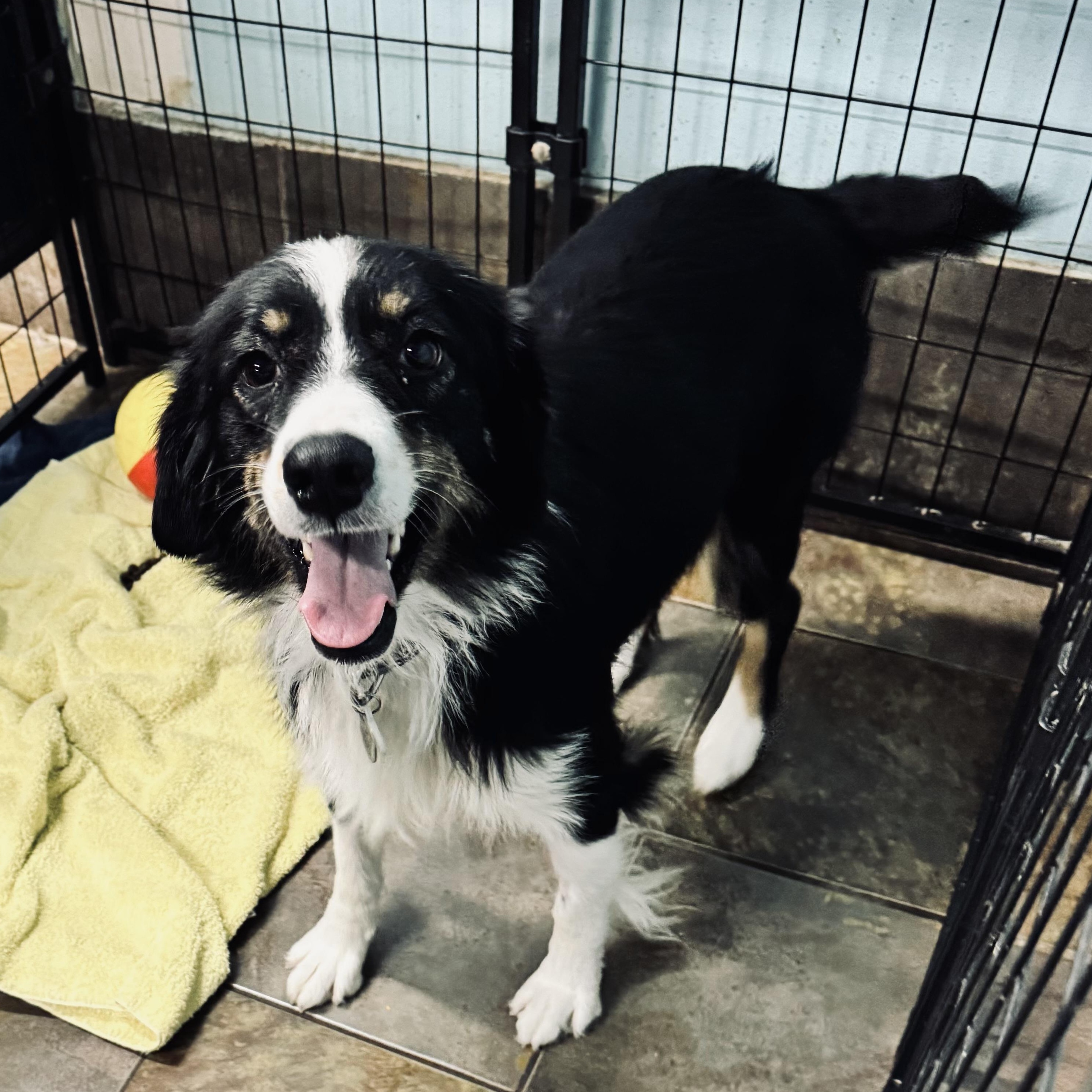 Enlarge Bailey, a ADOPTABLE Australian Shepherd in Louisburg, KS image 4/5