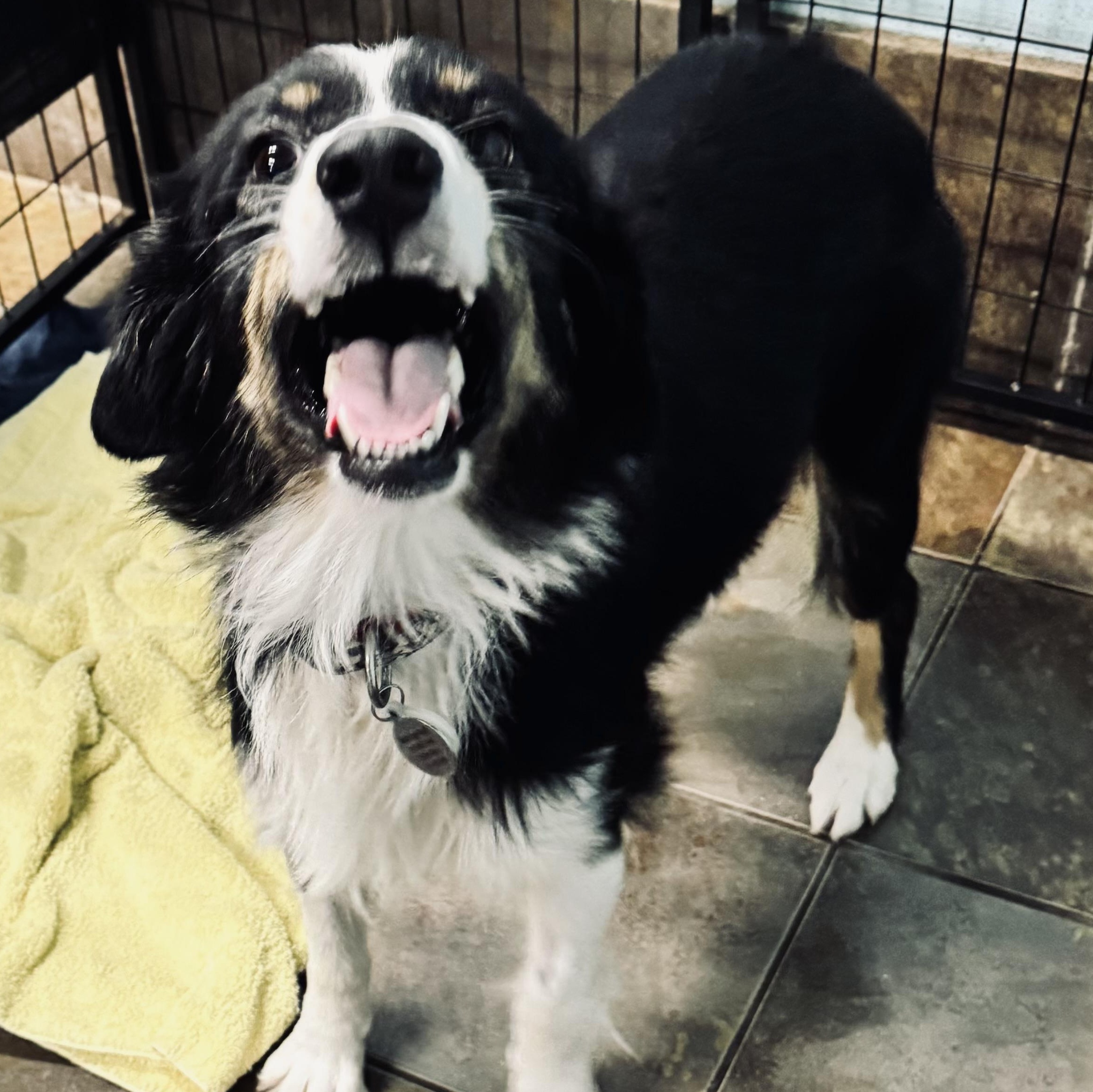 Enlarge Bailey, a ADOPTABLE Australian Shepherd in Louisburg, KS image 5/5