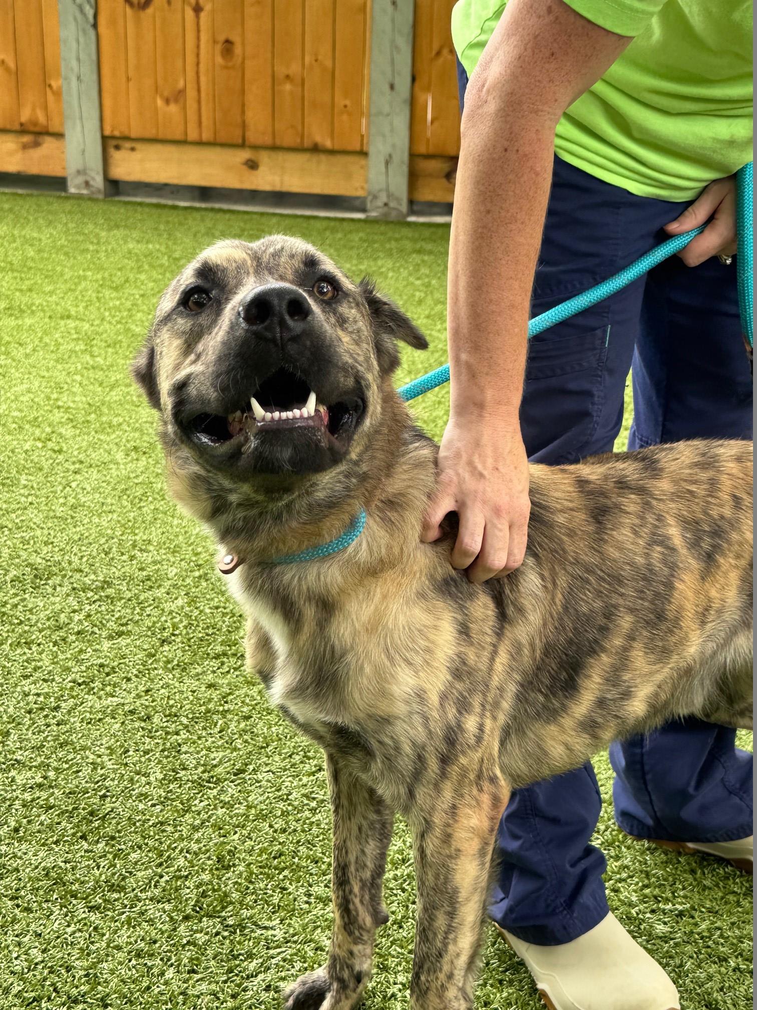 Tanner, a Adoptable mixed breed in Hilton Head Island, SC image 3/4