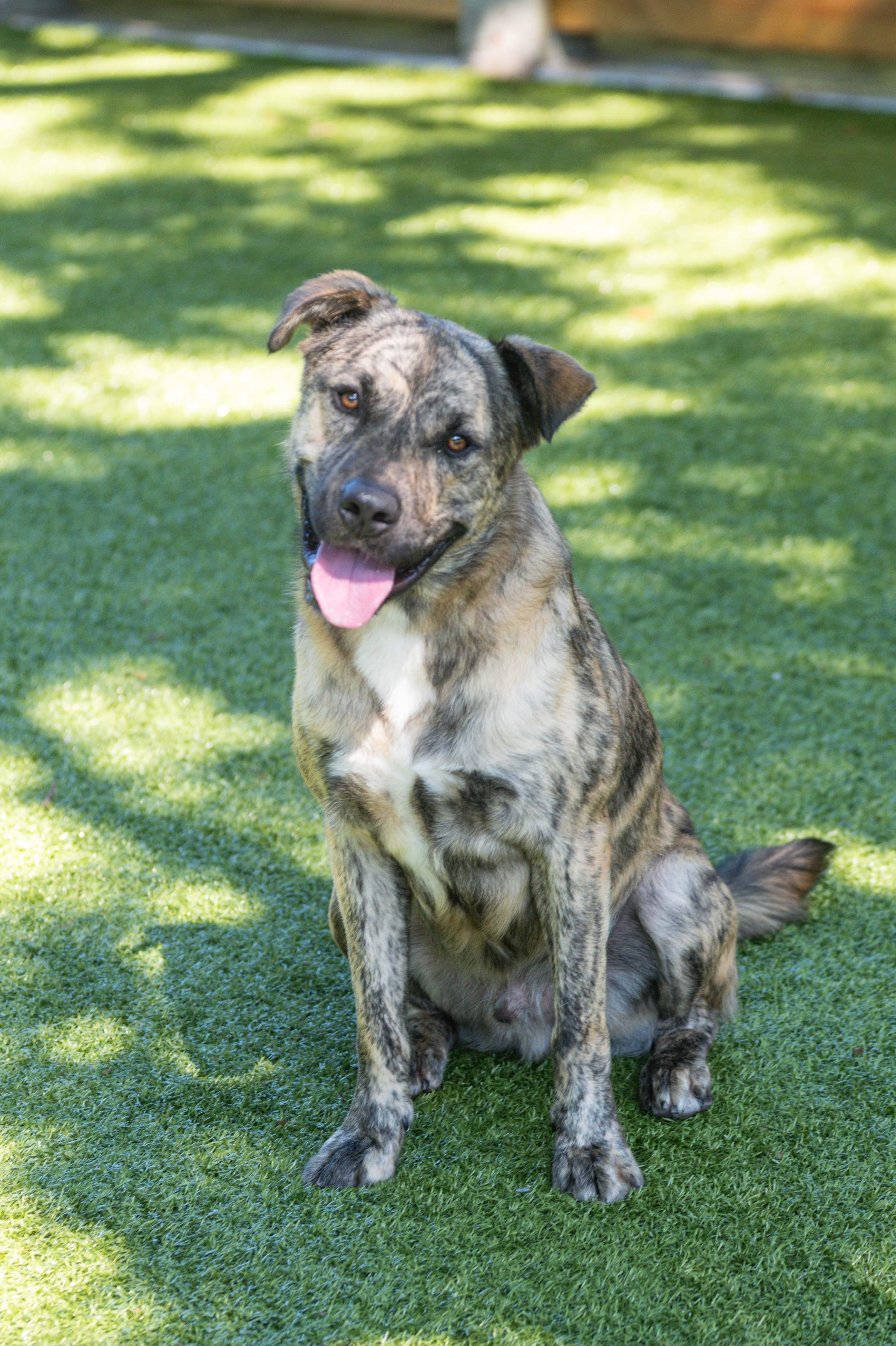 Tanner, Adoptable, Adult Male Terrier & Shepherd.