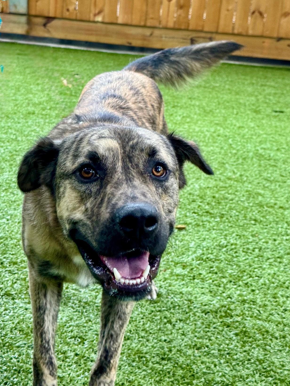 Tanner, a Adoptable mixed breed in Hilton Head Island, SC image 4/4