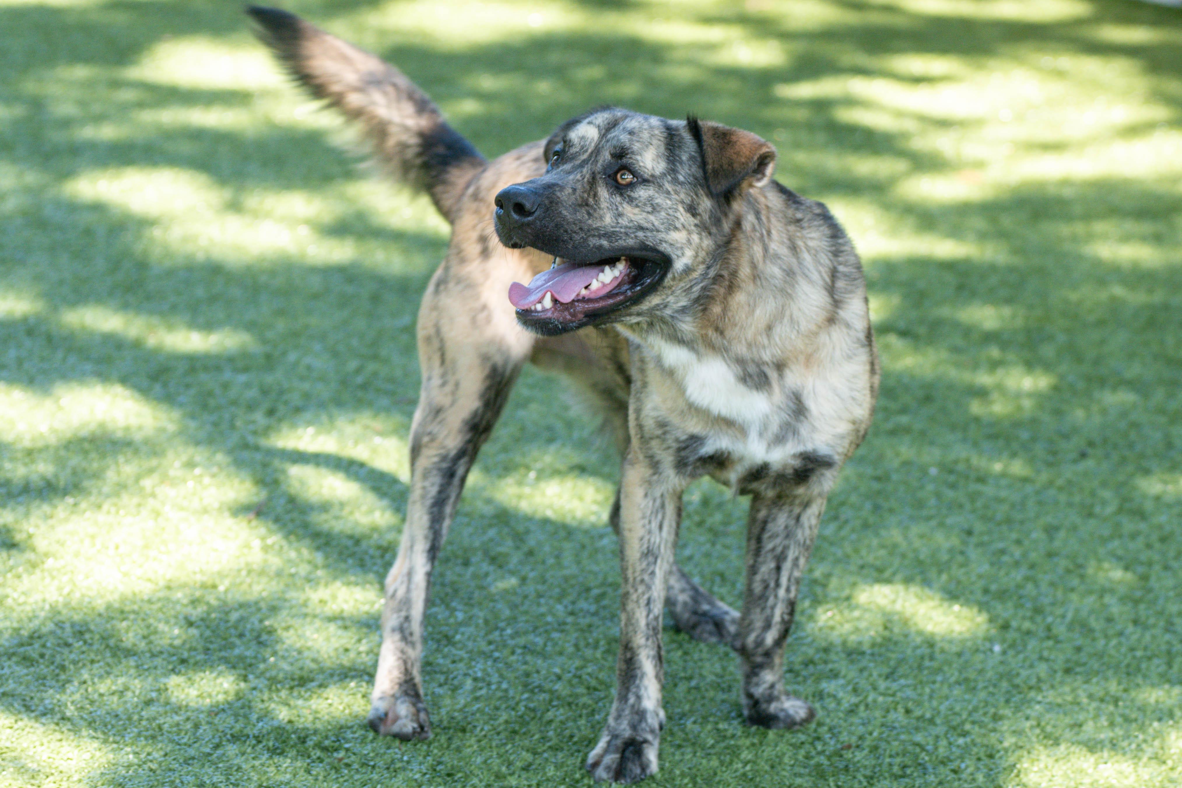 Tanner, a Adoptable mixed breed in Hilton Head Island, SC image 2/4