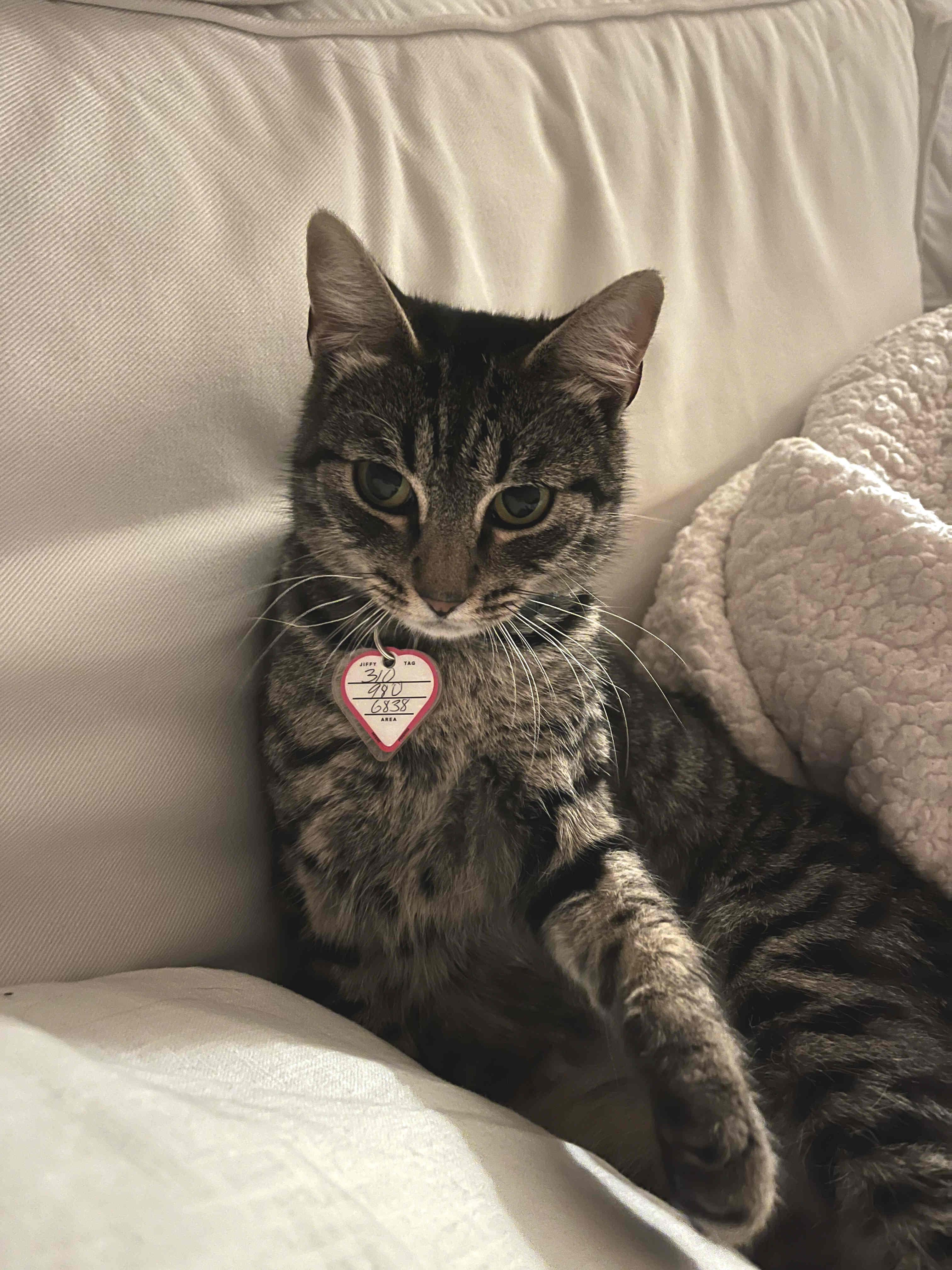 Sweets, Adoptable, Young Female Tabby.