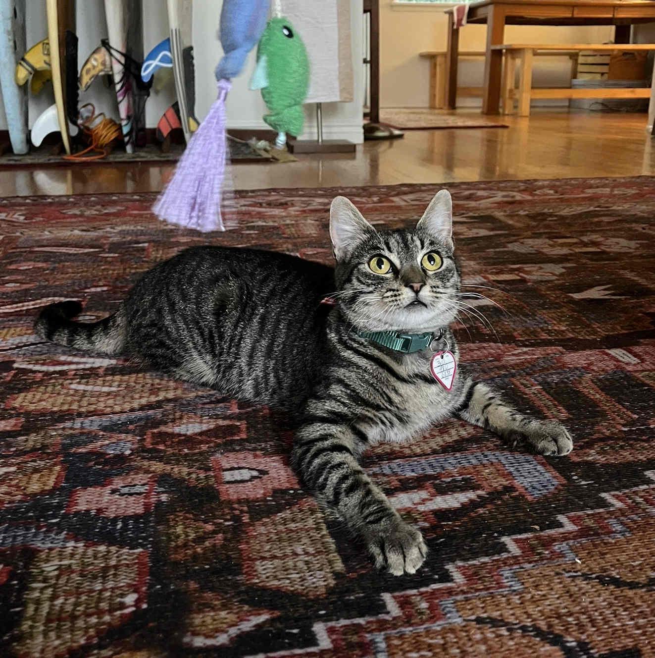 Sweets, a Adoptable mixed breed in Venice, CA image 2/4