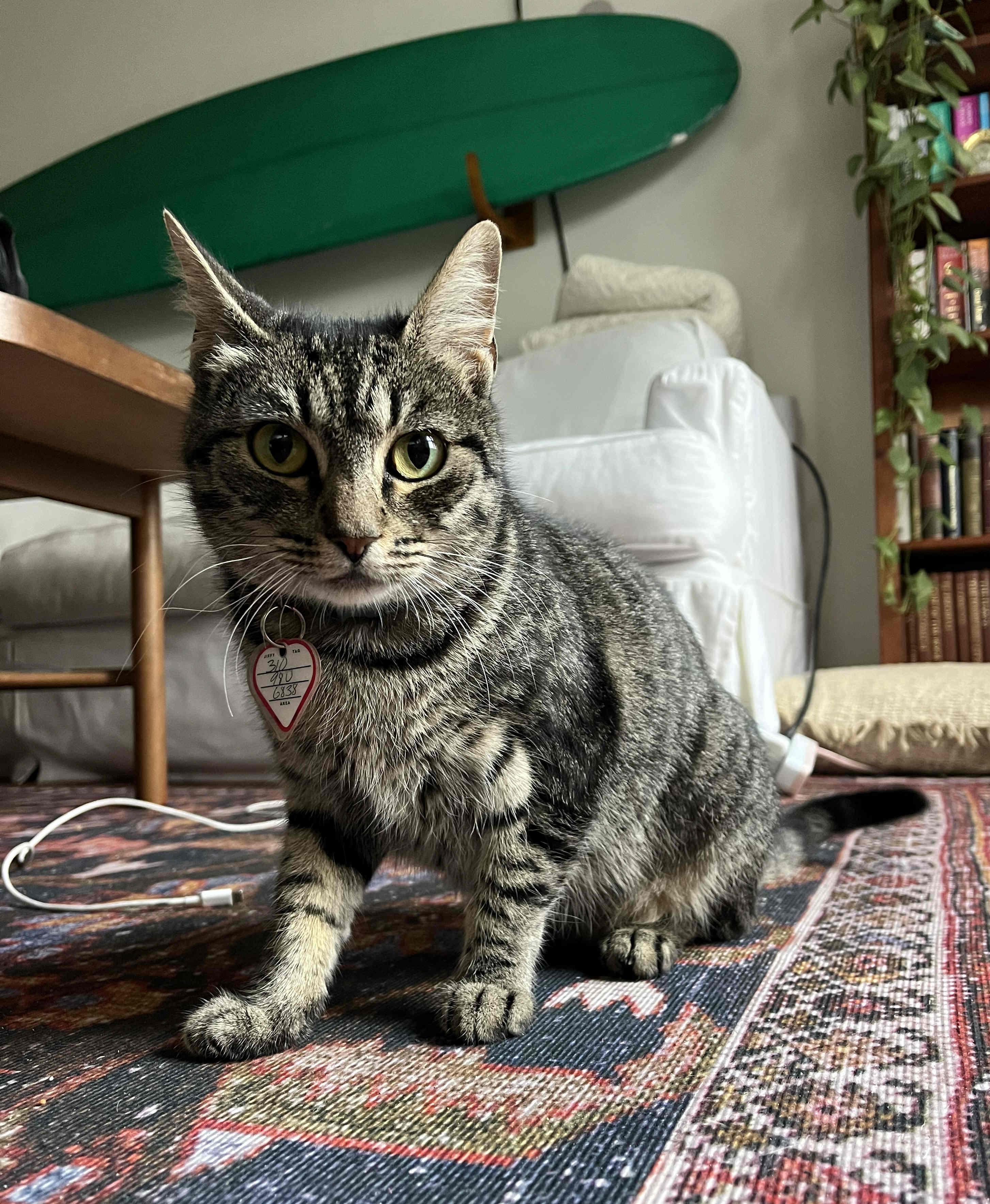 Sweets, a Adoptable mixed breed in Venice, CA image 3/4