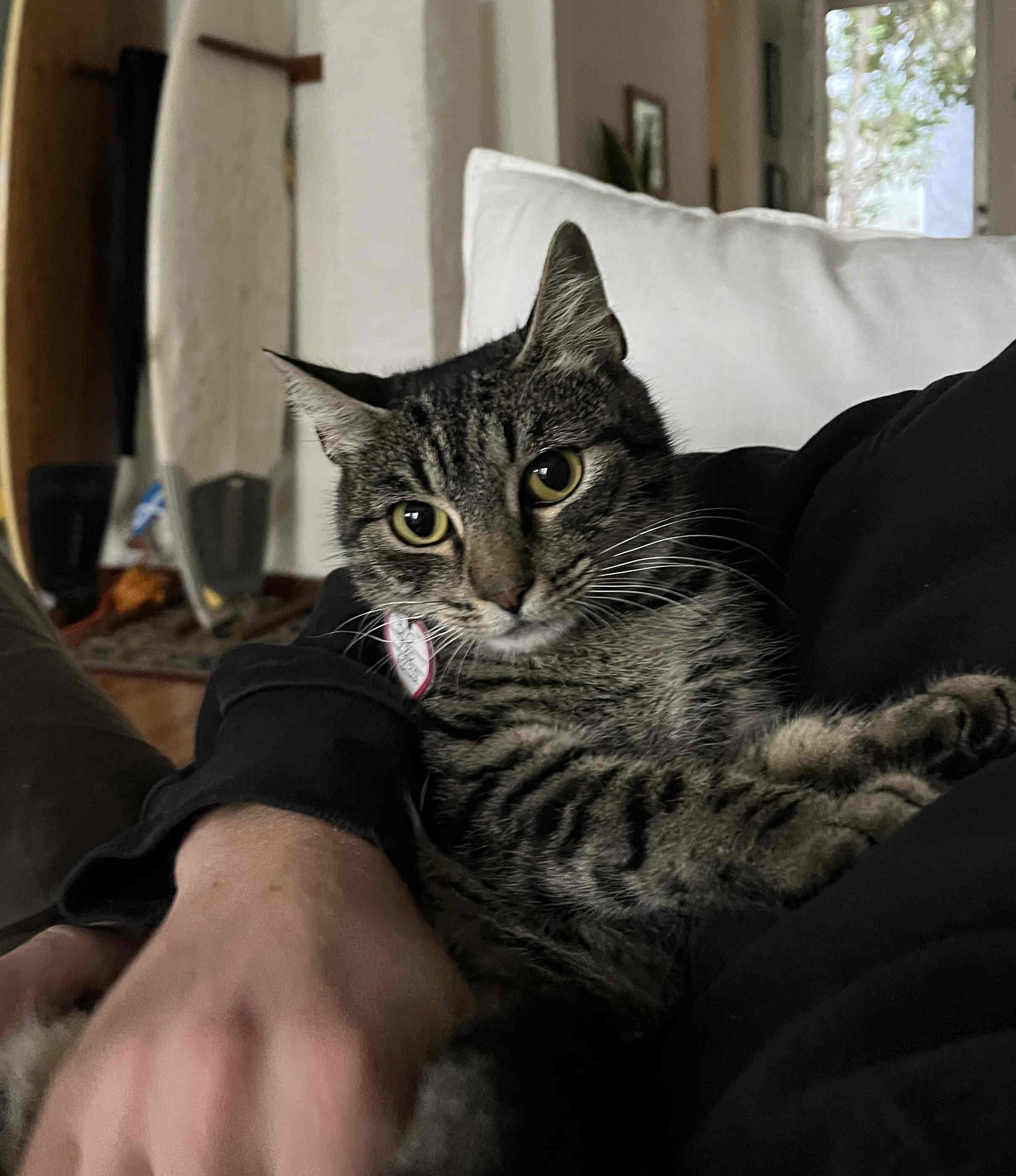 Sweets, a Adoptable mixed breed in Venice, CA image 4/4