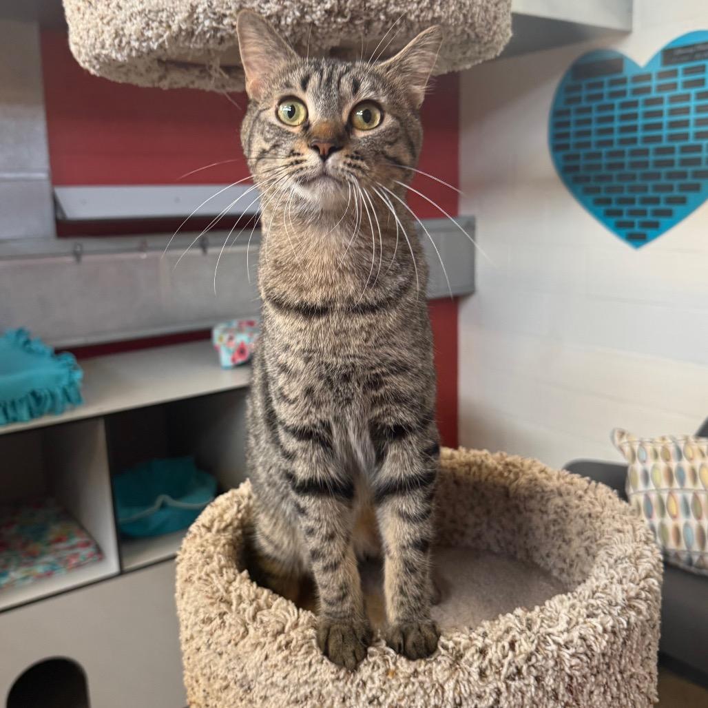 Topper, Adoptable, Young Female Domestic Short Hair.