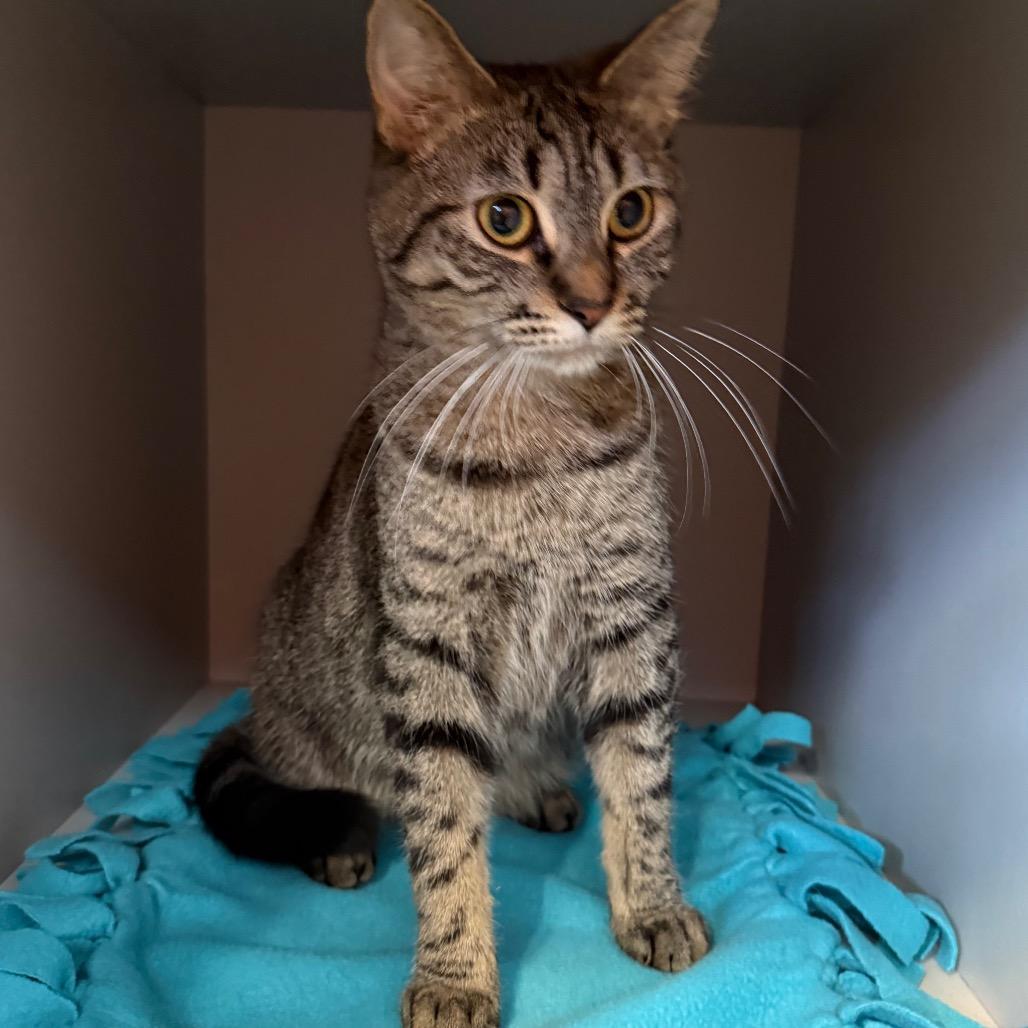 Enlarge Topper, a Adoptable Domestic Short Hair in Sarasota, FL image 2/5