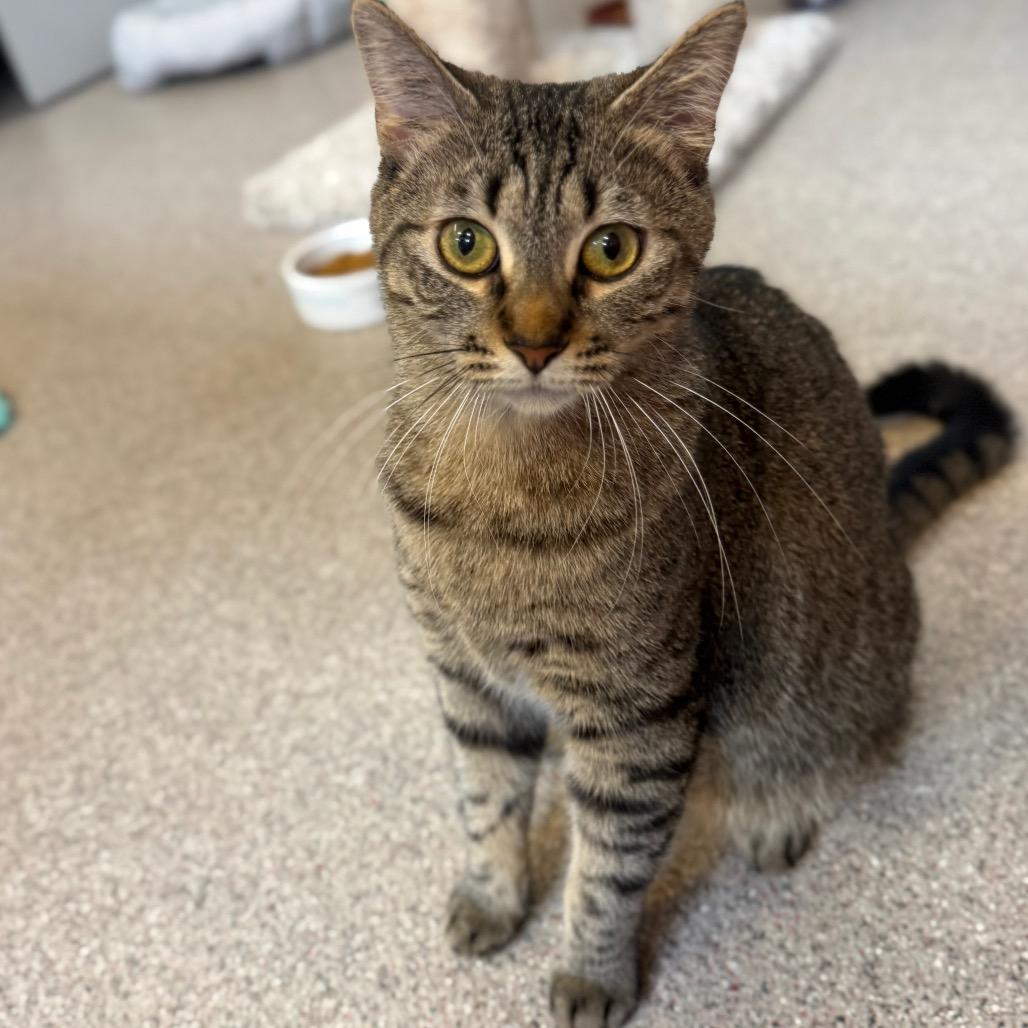 Topper, a Adoptable Domestic Short Hair in Sarasota, FL image 3/6