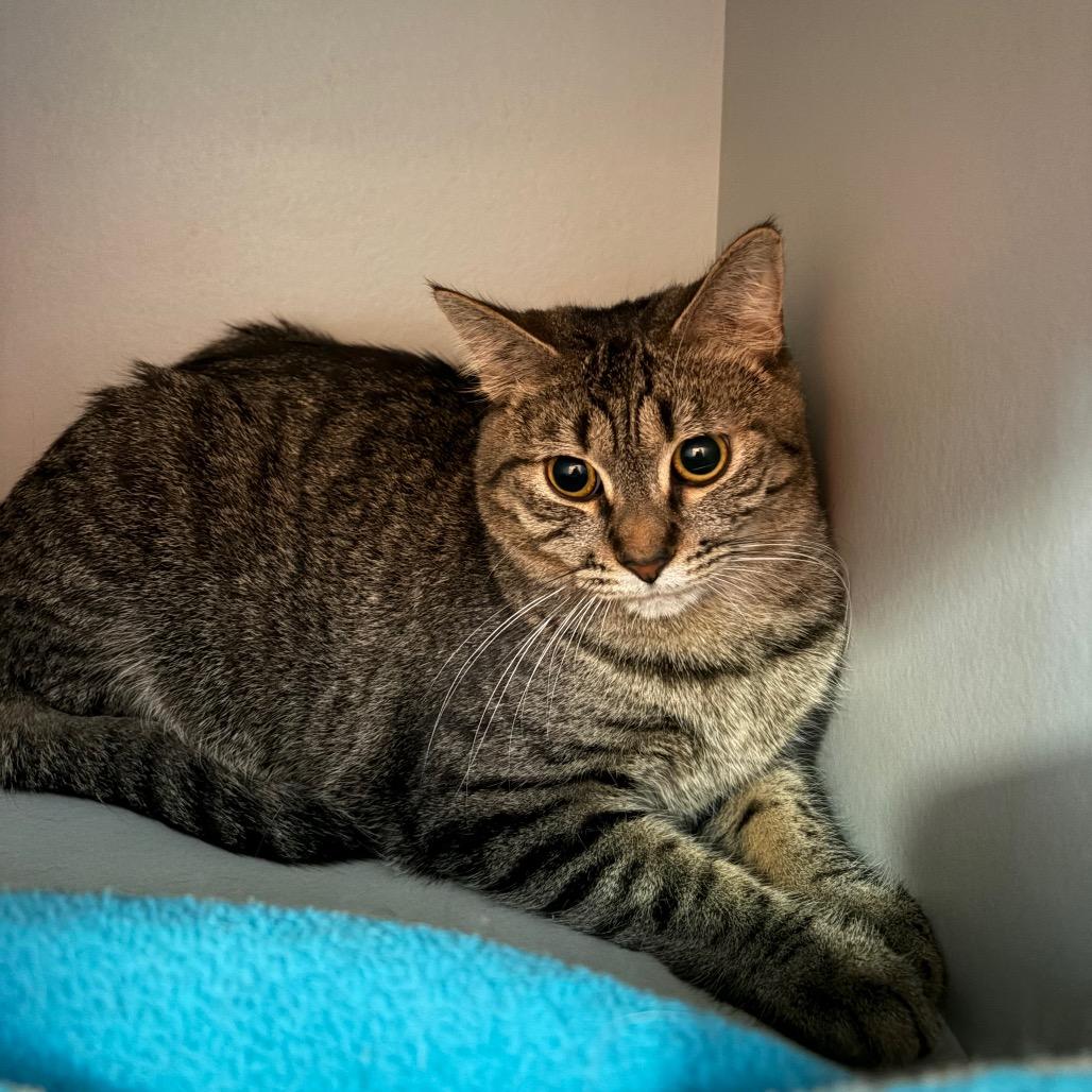 Enlarge Topper, a Adoptable Domestic Short Hair in Sarasota, FL image 3/5