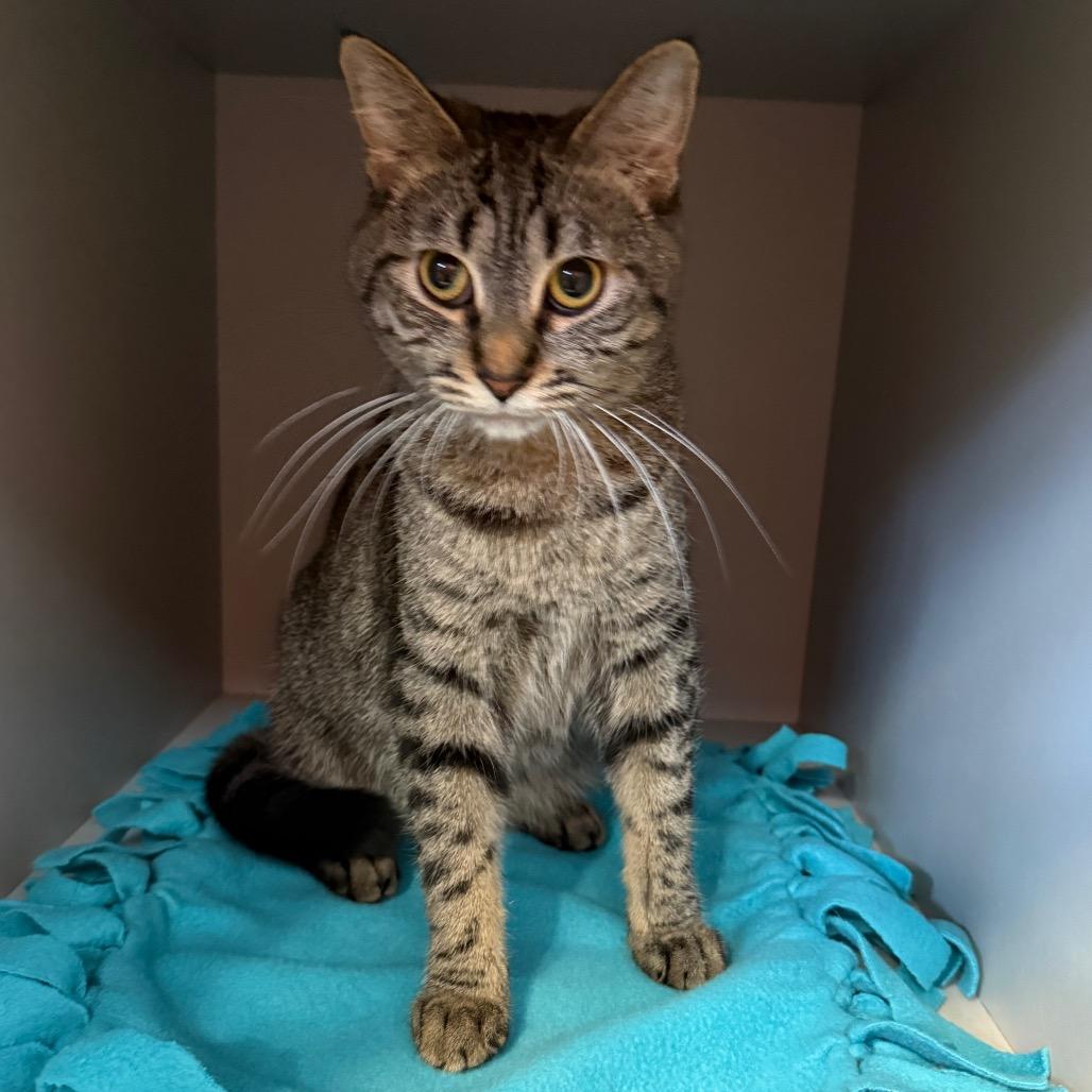 Enlarge Topper, a Adoptable Domestic Short Hair in Sarasota, FL image 4/5