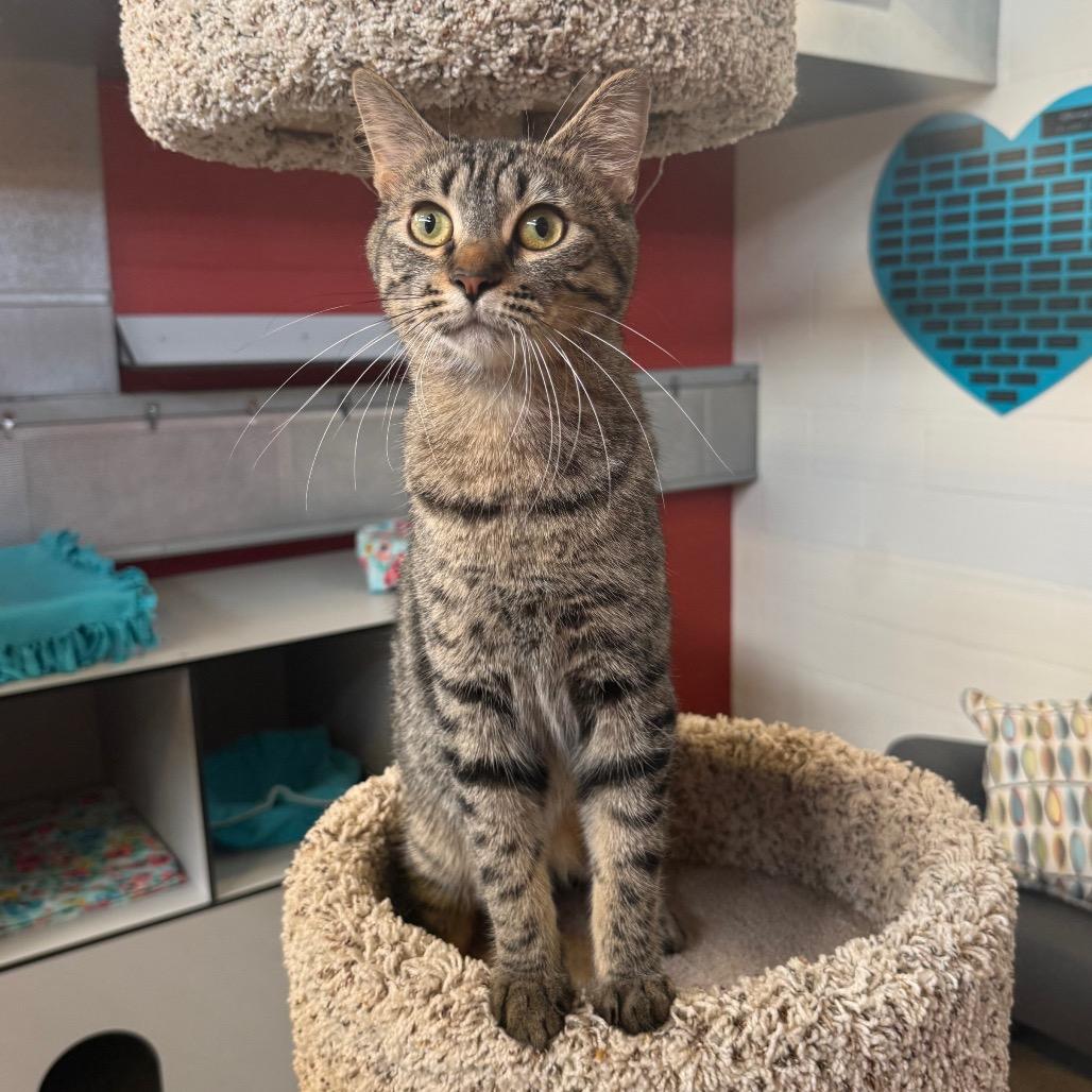 Enlarge Topper, a Adoptable Domestic Short Hair in Sarasota, FL image 5/5
