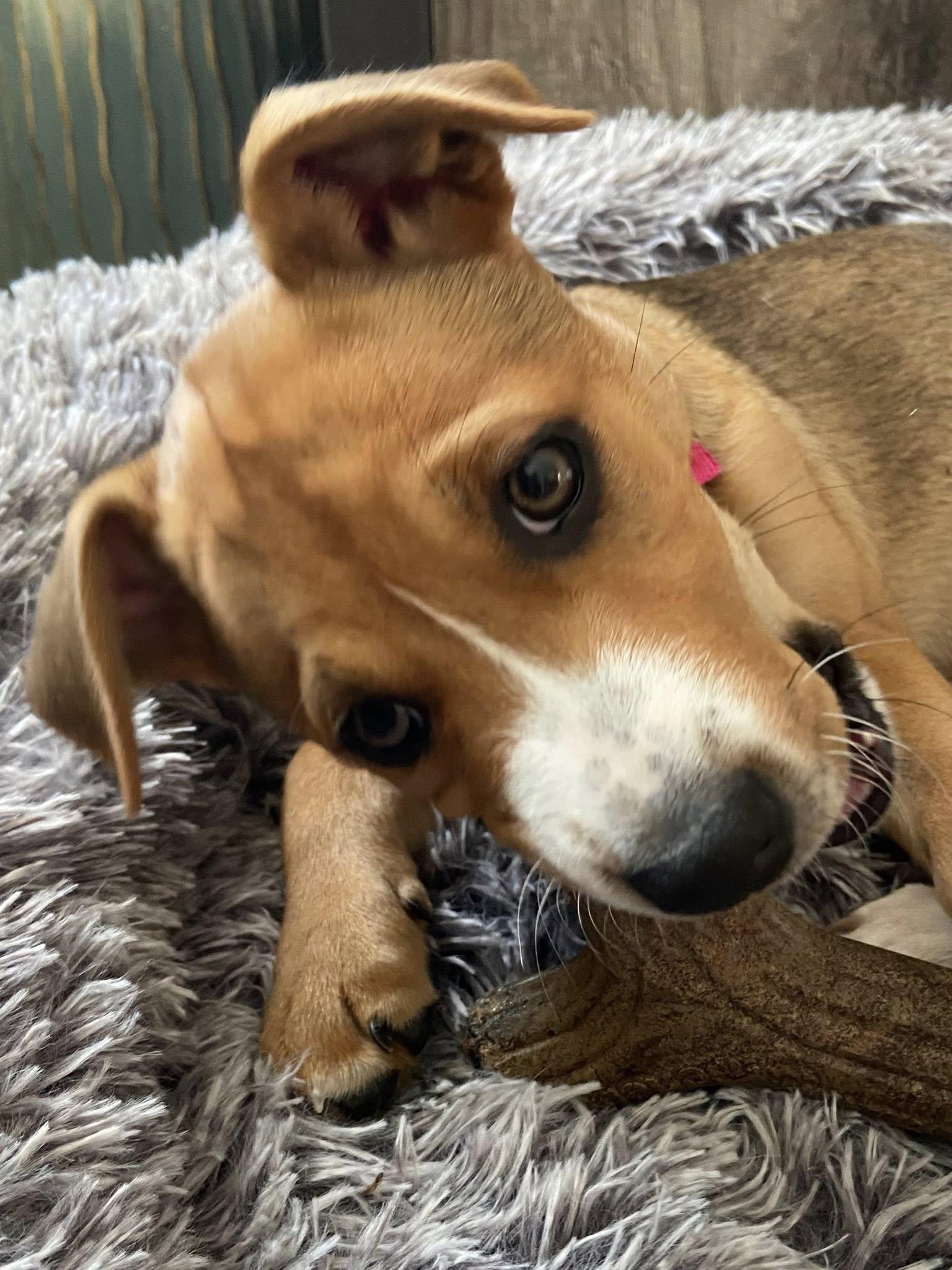 Enlarge Autumn the mixed breed Puppy, a Adoptable mixed breed in Muskego, WI image 3/6