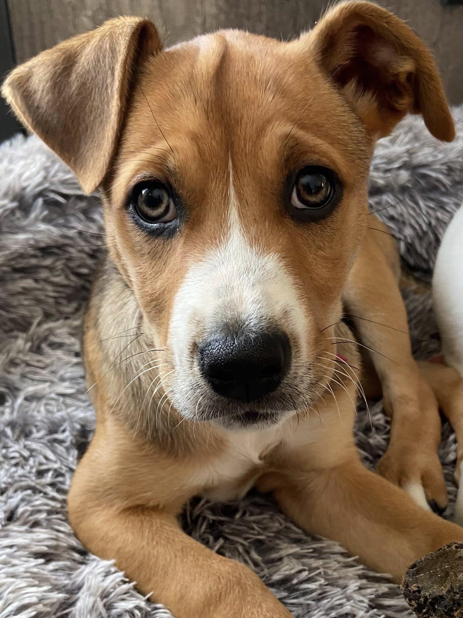 Enlarge Autumn the mixed breed Puppy, a Adoptable mixed breed in Muskego, WI image 6/6