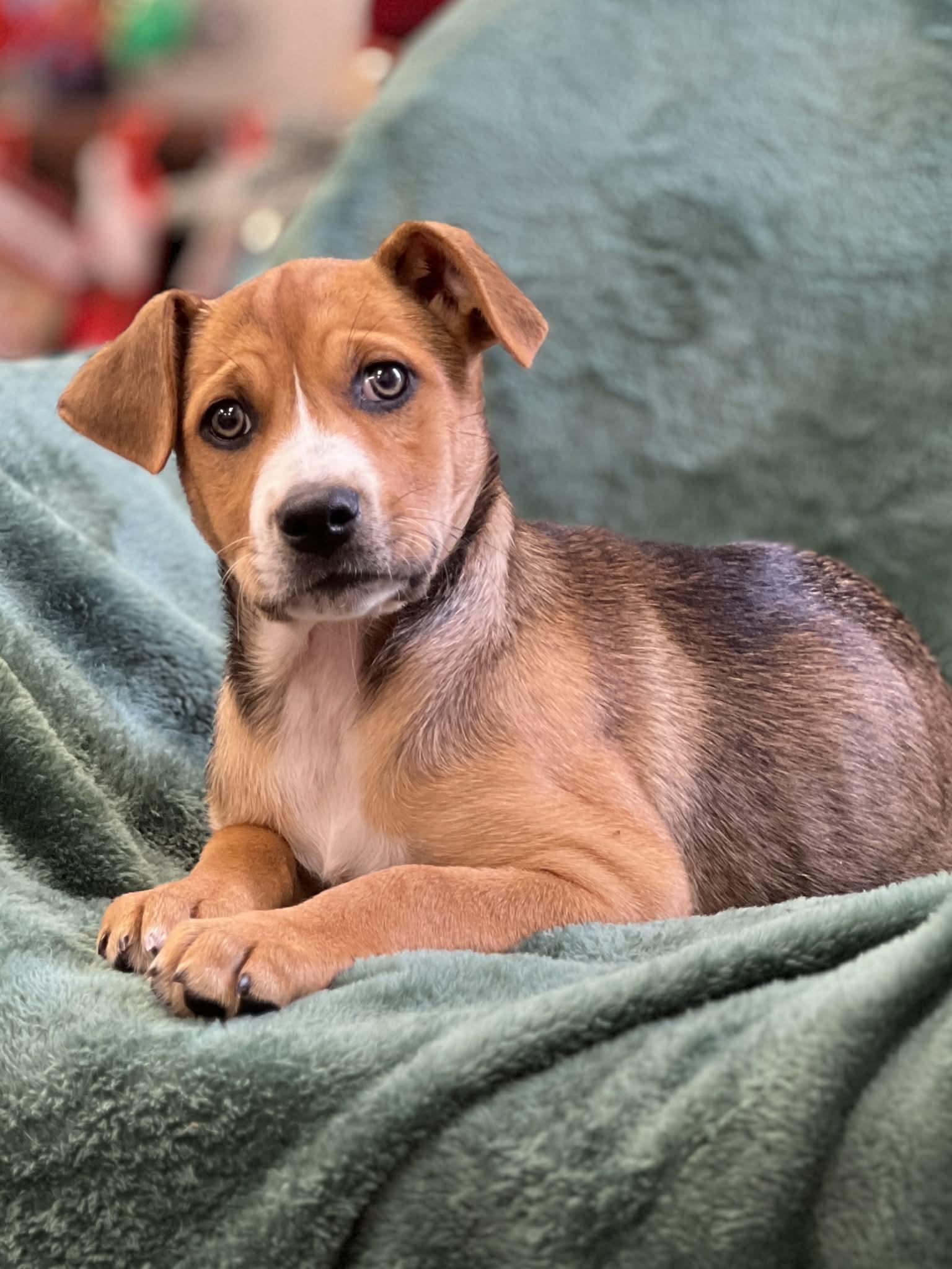 Enlarge Autumn the mixed breed Puppy, a Adoptable mixed breed in Muskego, WI image 4/6