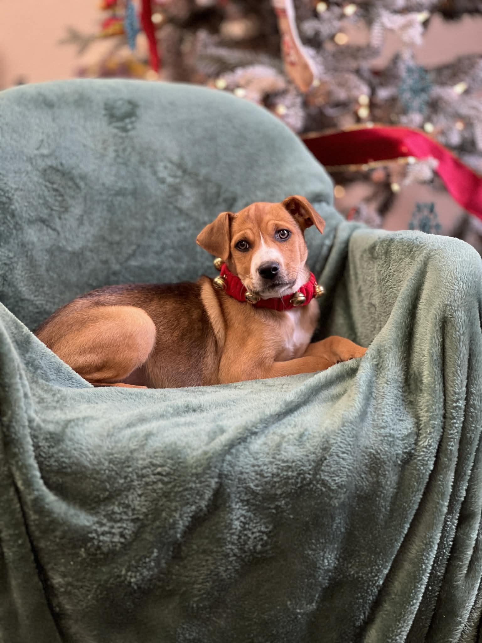 Enlarge Autumn the mixed breed Puppy, a Adoptable mixed breed in Muskego, WI image 1/6